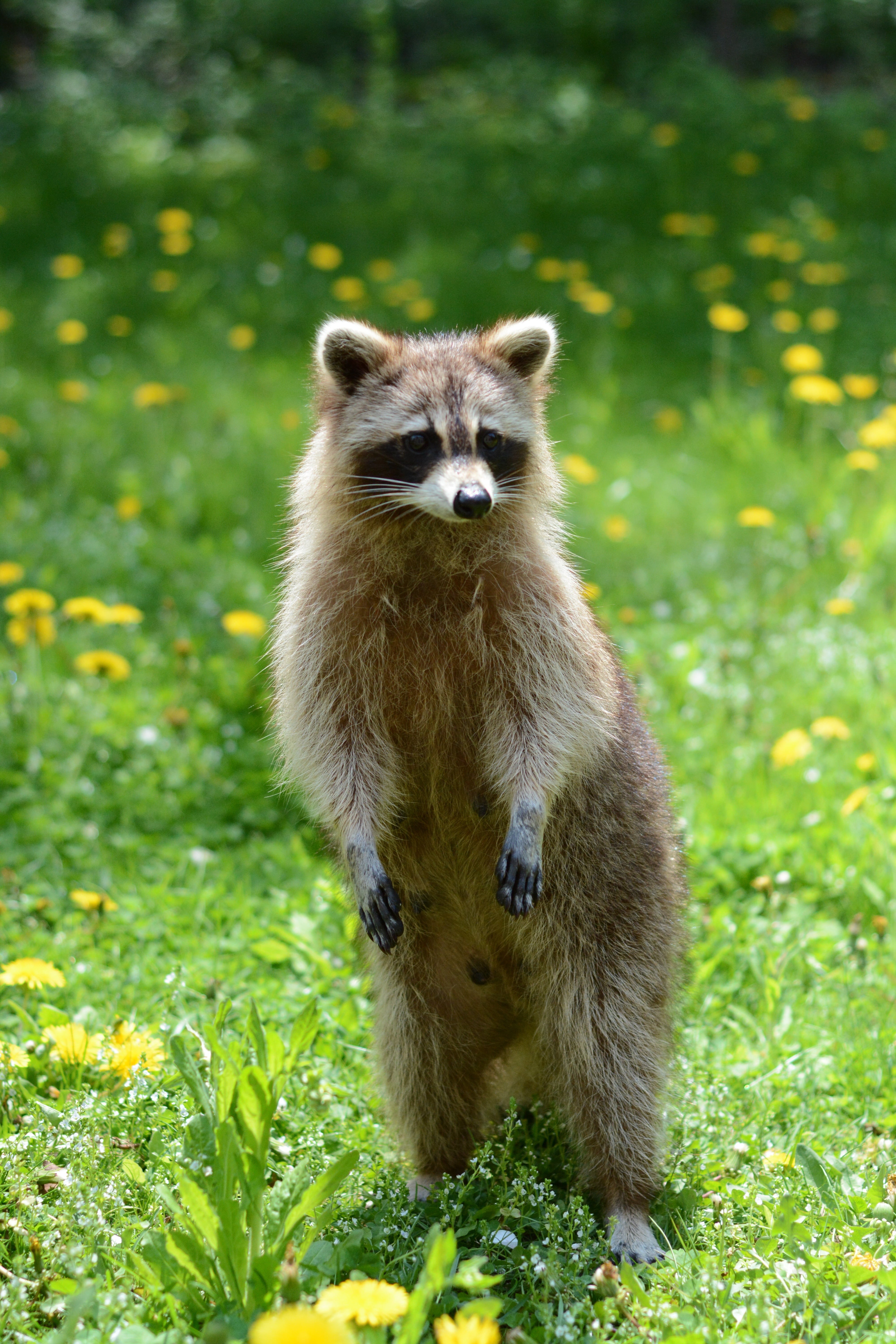 wild, brown, animal wildlife, summer, standing, grass, funny, animal, green color, one animal, vertebrate, cute, mammal, no people, animals in the wild, Phone HD Wallpaper
