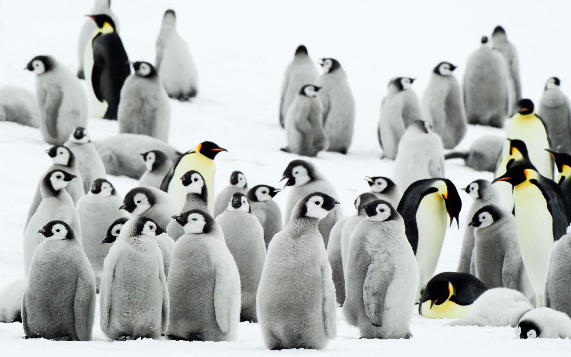 antarctica, 1080P, penguins, HD Wallpaper