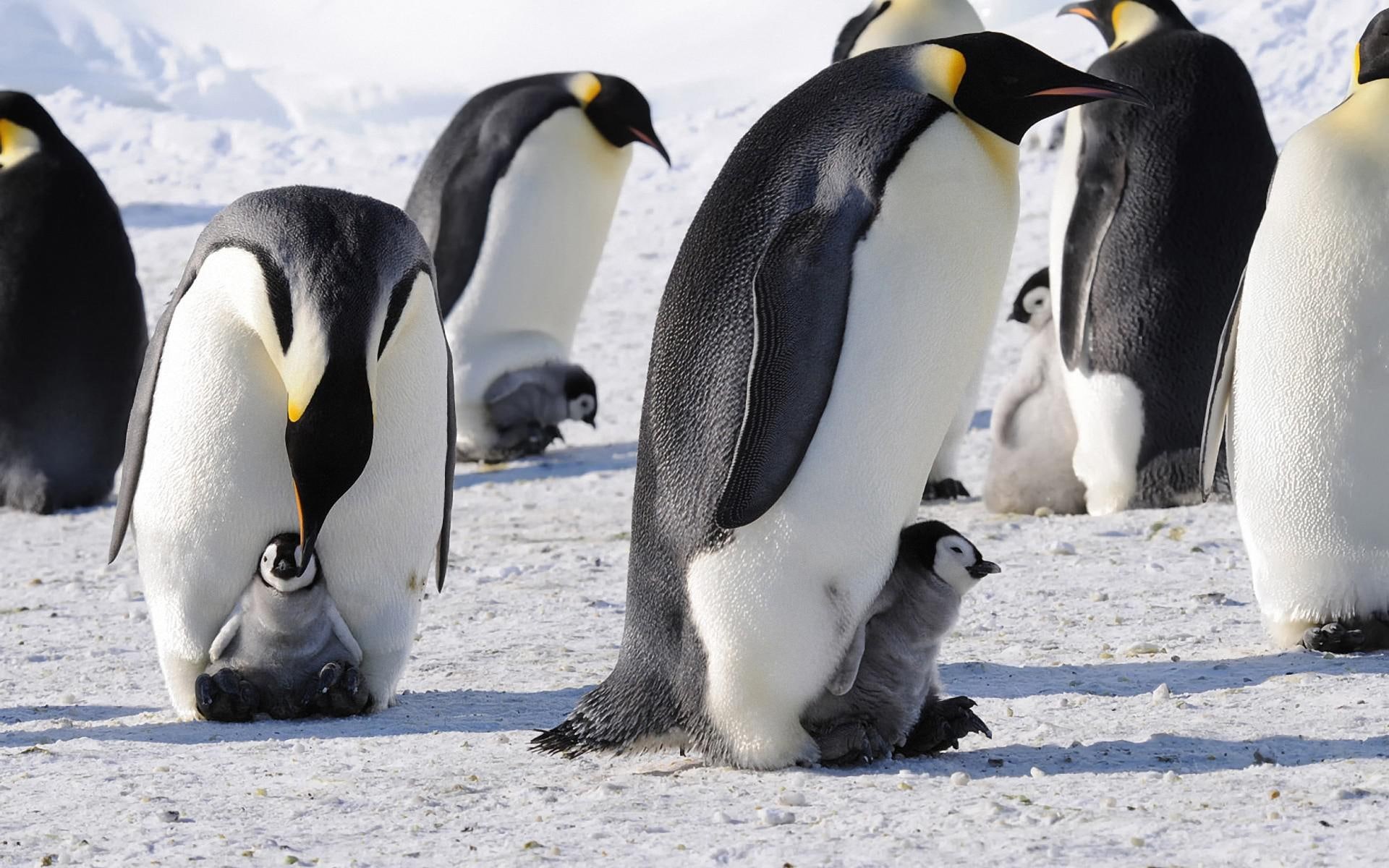 babies, emperor, birds, hd, snow, background, antarctica, penguins, cute, young, 1080P, HD Wallpaper