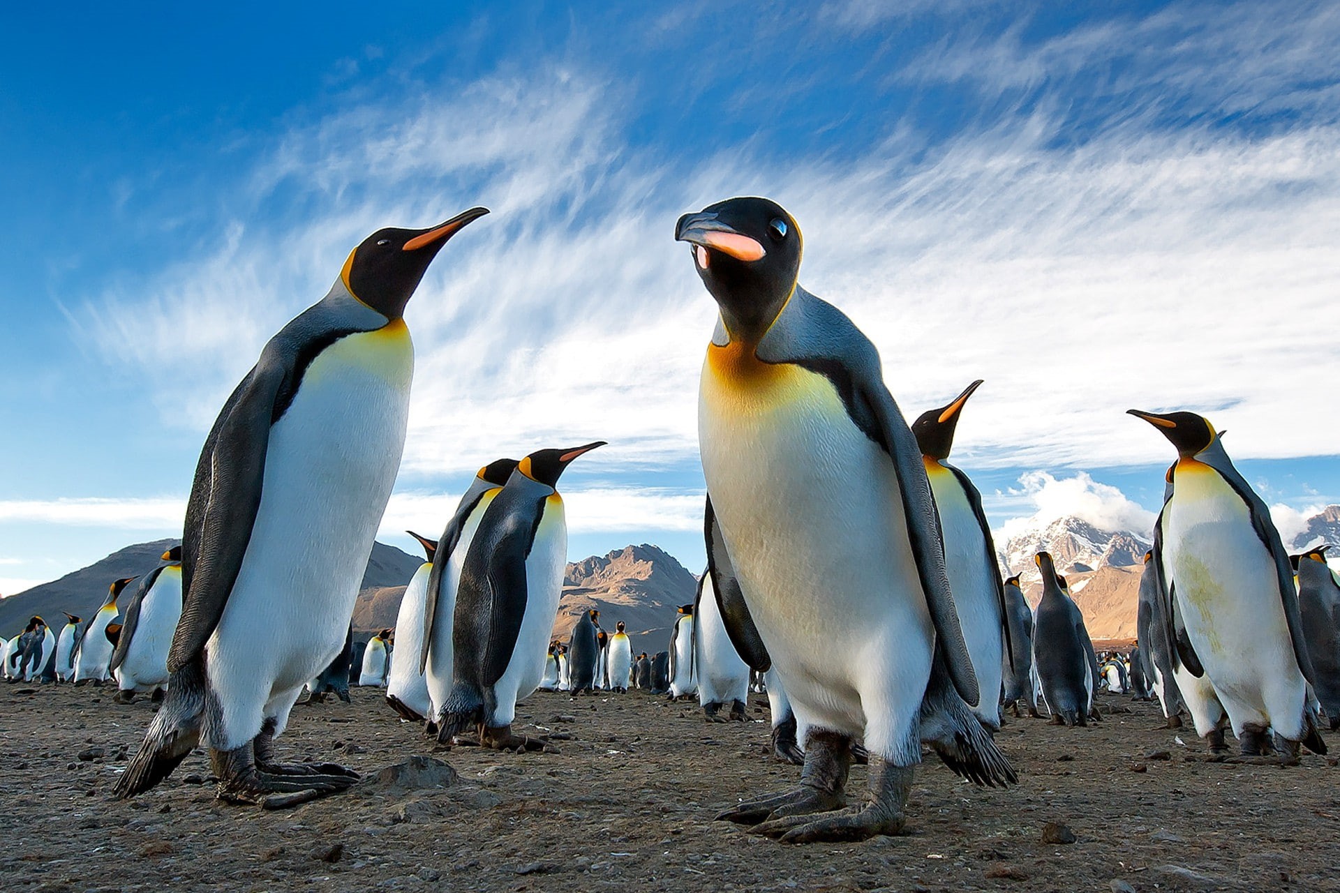 royal, Antarctica, mountains, penguins, Best s, sky, s, land, colony, South Georgia, 1080P, HD Wallpaper