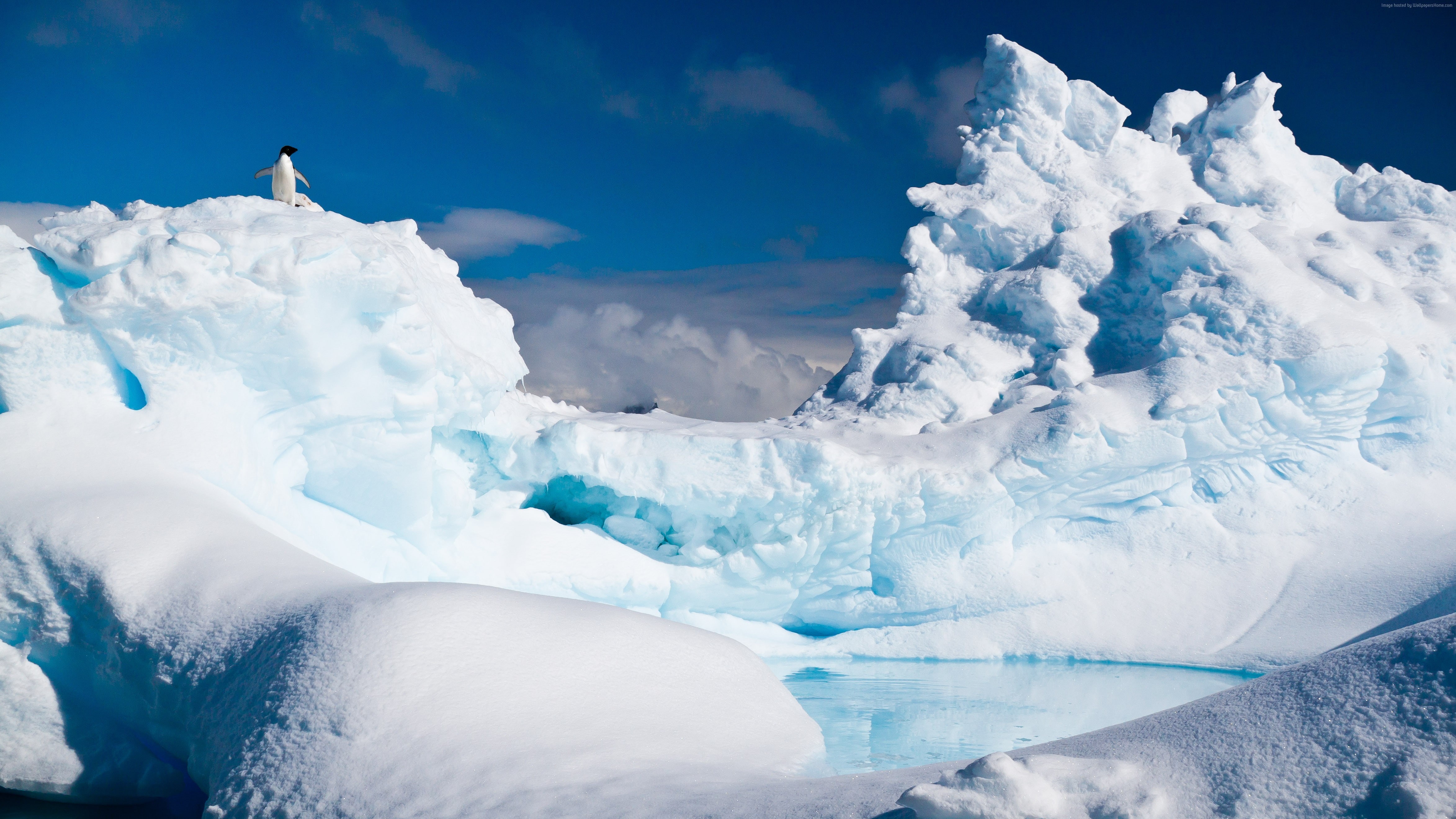 penguin, iceberg, snow, 4K, Antarctica, HD Wallpaper