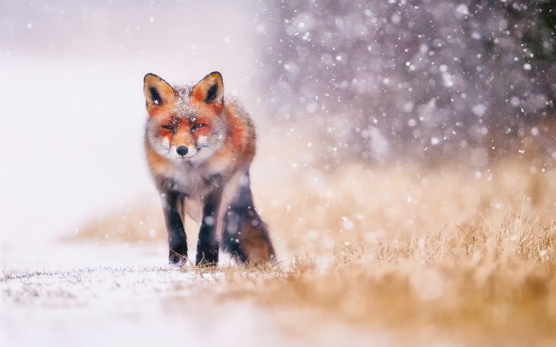 Snow, Winter, 1080P, Fox, Cold, HD Wallpaper