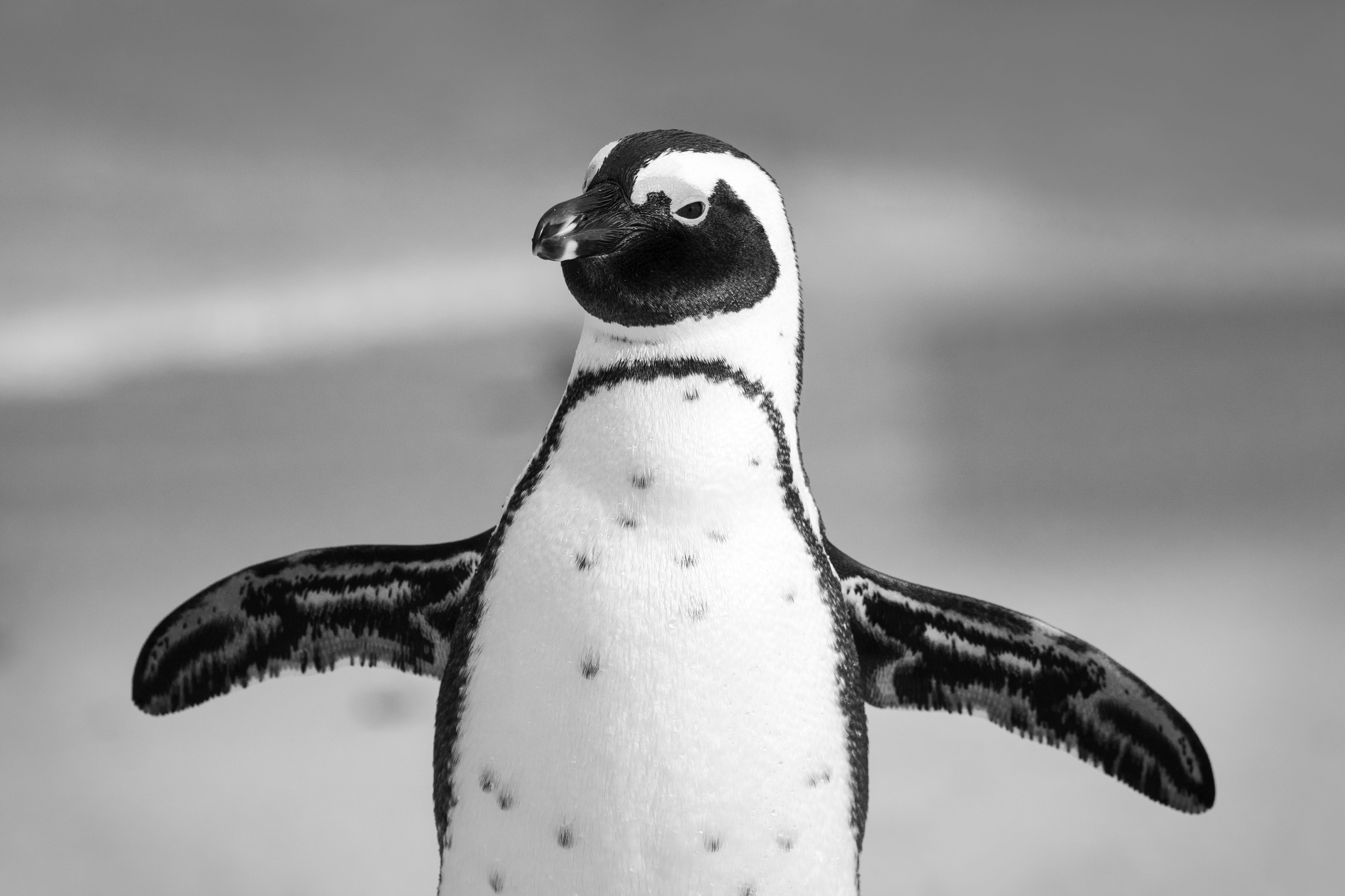 sky, focus on foreground, antarctic, outdoors, animal, african penguin, cold temperature, cute, beak, daylight, one animal, animal photography, wildlife, HD Wallpaper