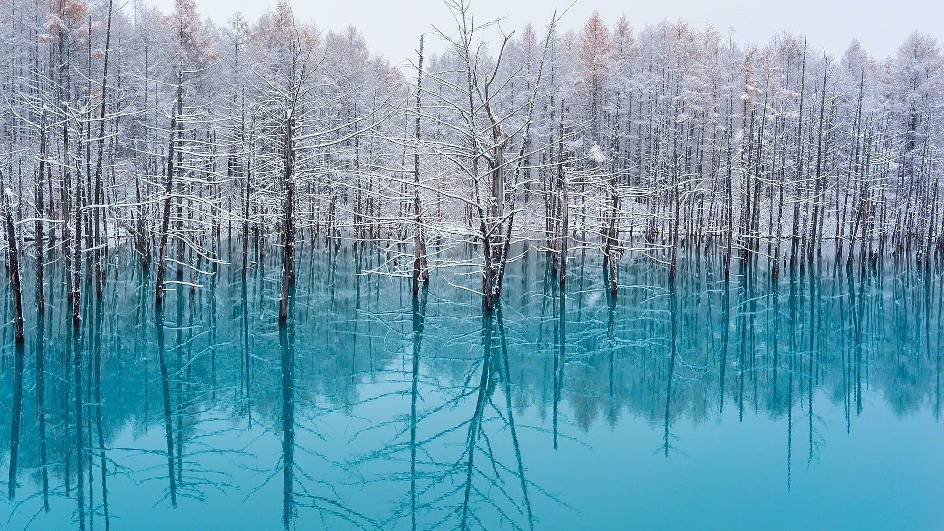 environment, scenics - nature, plant, 1080P, forest, cyan, trees, Japan, turquoise colored, lake, nature, tranquility, mist, tranquil scene, bare tree, HD Wallpaper