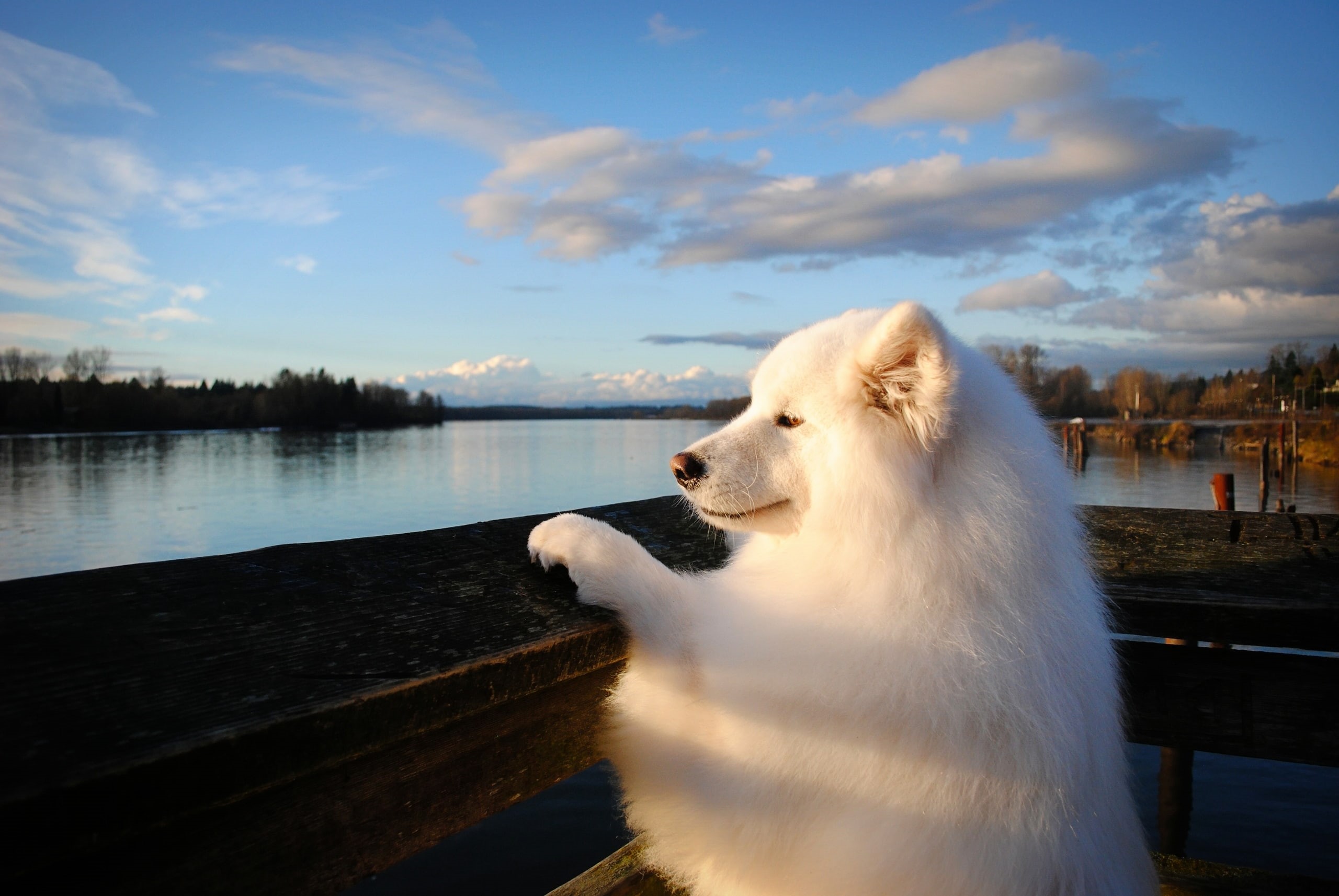 river, 2K, Samoyed, dog, HD Wallpaper