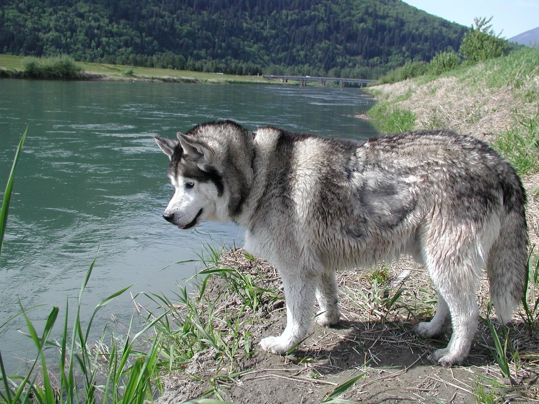 dogs, pond, ponds, animals, nature, cute dogs, siberian husky, siberian, 1080P, grass, HD Wallpaper