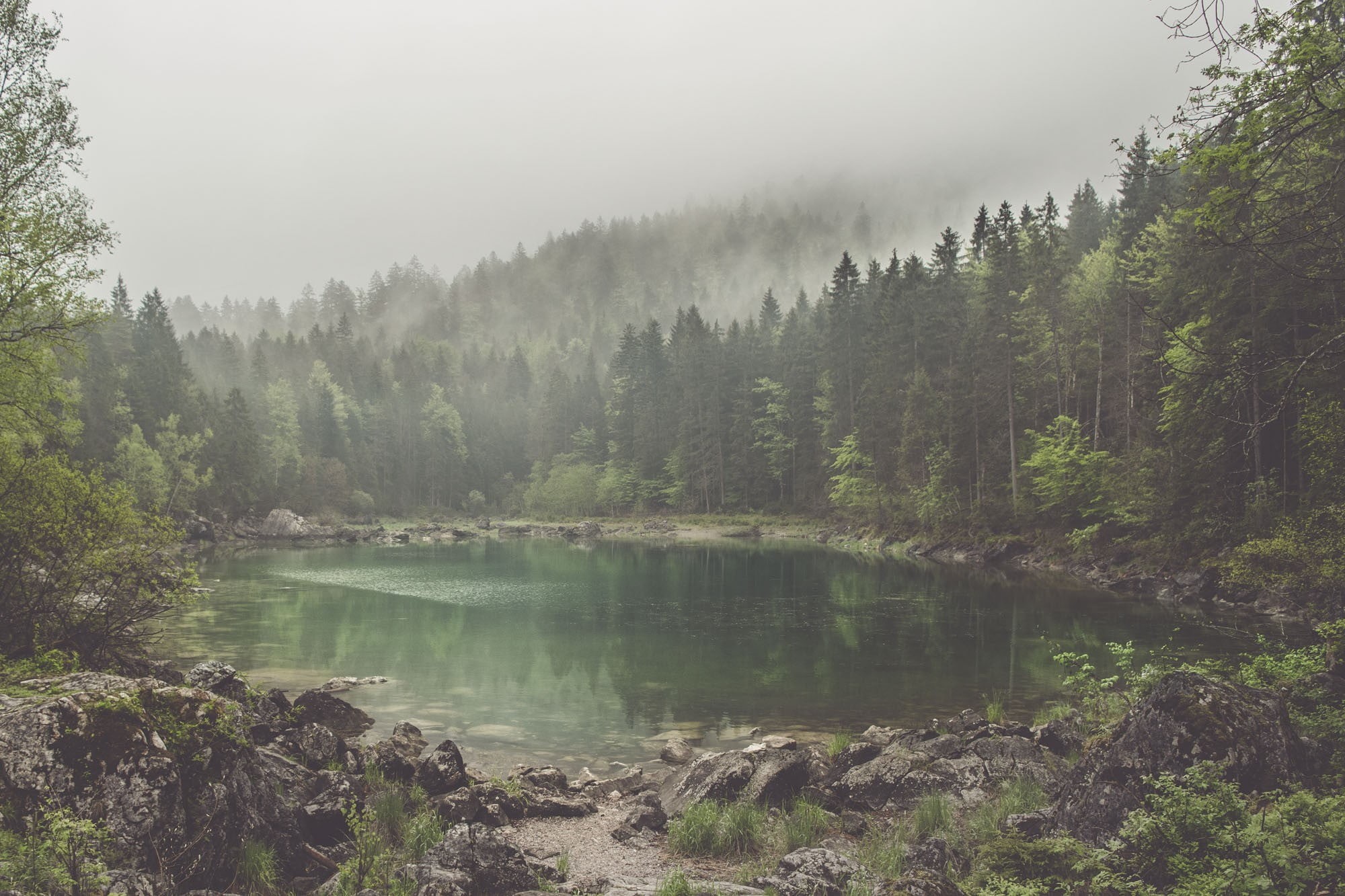 lake, trees, outdoors, idyllic, day, no people, mist, nature, plant, scenics - nature, reflection, growth, 1080P, pine, non-urban scene, land, tree, water, HD Wallpaper