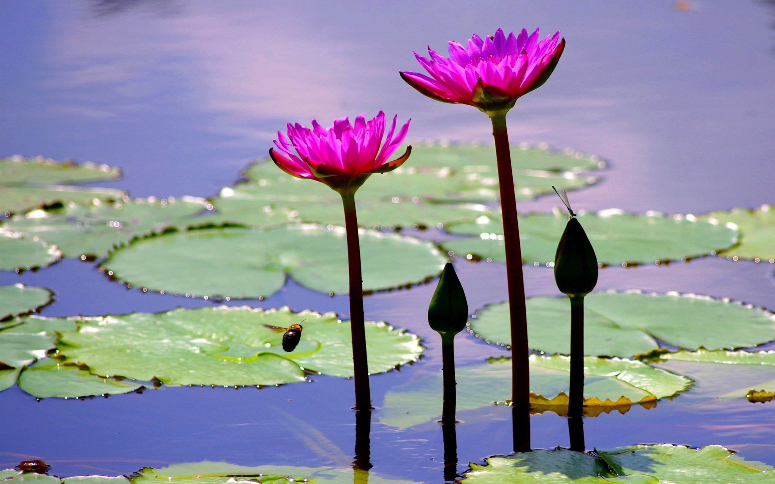 Bee, Pond, purple, Lily, Pink, Flowers, green, 2K, Leaves, Water, HD Wallpaper