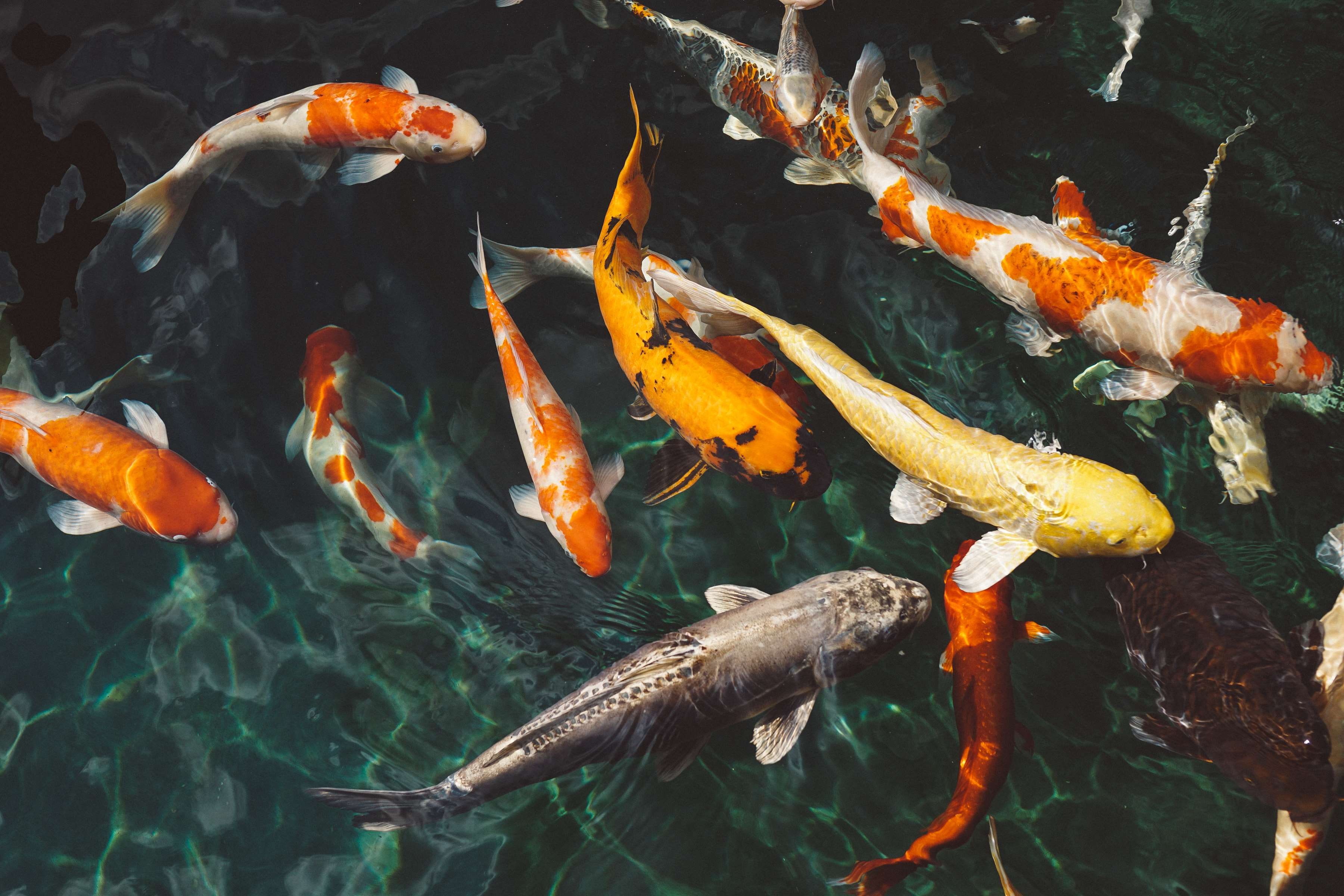 koi fishes, underwater, sea life, swimming, large group of animals, sea, animals in the wild, animal wildlife, animal, no people, nature, fish, koi carp, HD Wallpaper