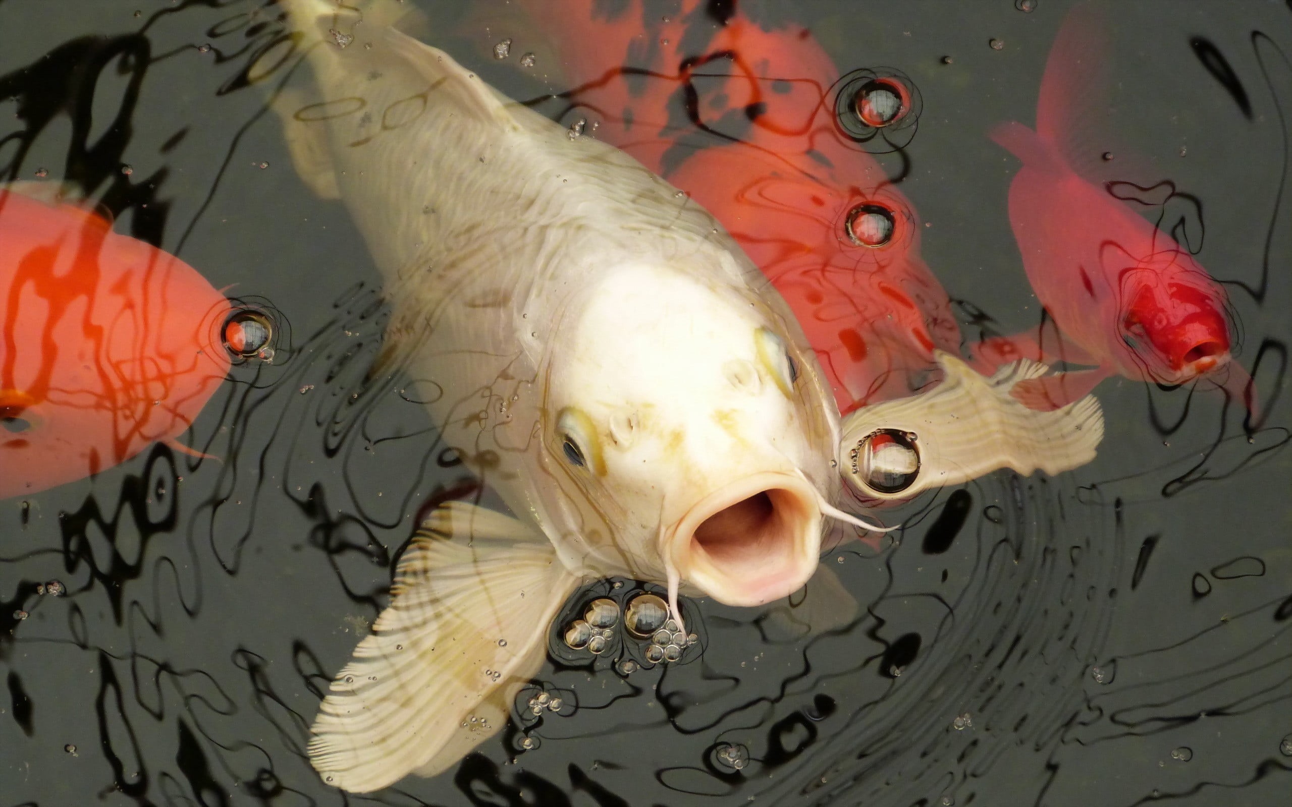 animals, day, no people, group of animals, macro, swimming, animal representation, koi carp, water, fish, vertebrate, outdoors, high angle view, close-up, HD Wallpaper