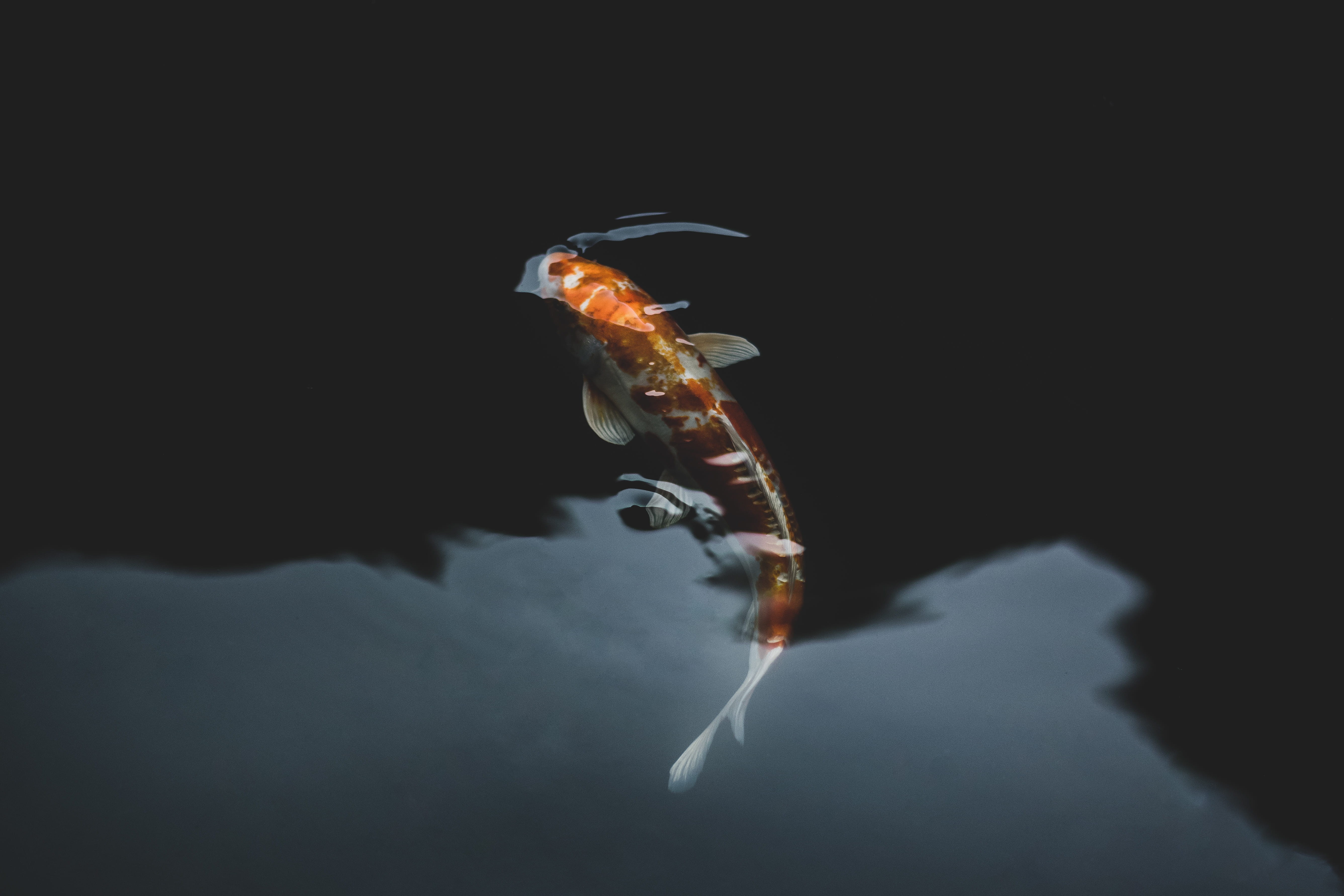 motion, water, copy space, ripple, studio shot, swimming, sea life, no people, underwater, white, close-up, sea, orange, animals in the wild, 5K, black background, HD Wallpaper