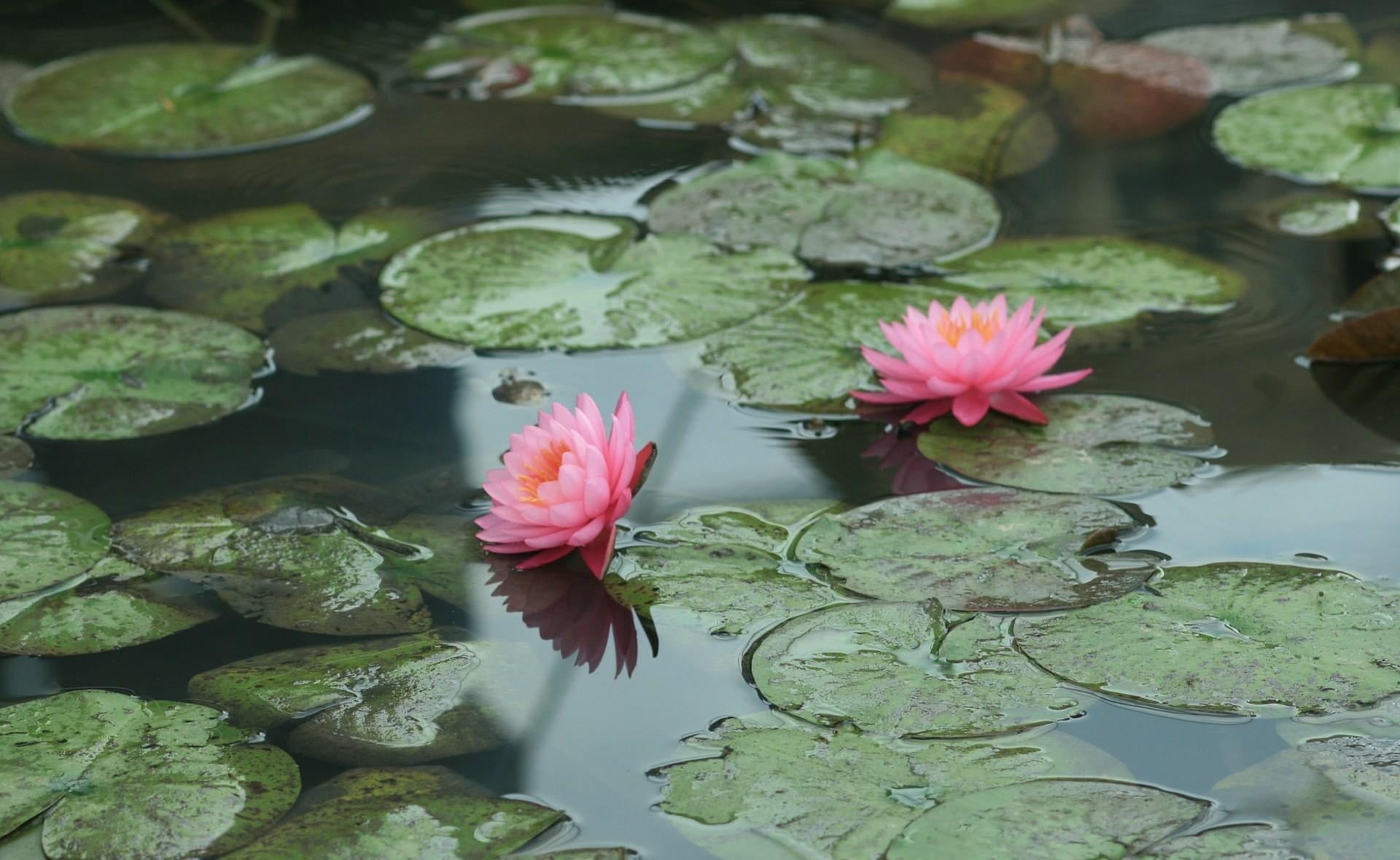 single Flower, botany, 1080P, pink, no people, aquatic, lotus Water Lily, flower Head, freshness, petal, outdoors, water Lily, pink Color, flower, lily, HD Wallpaper