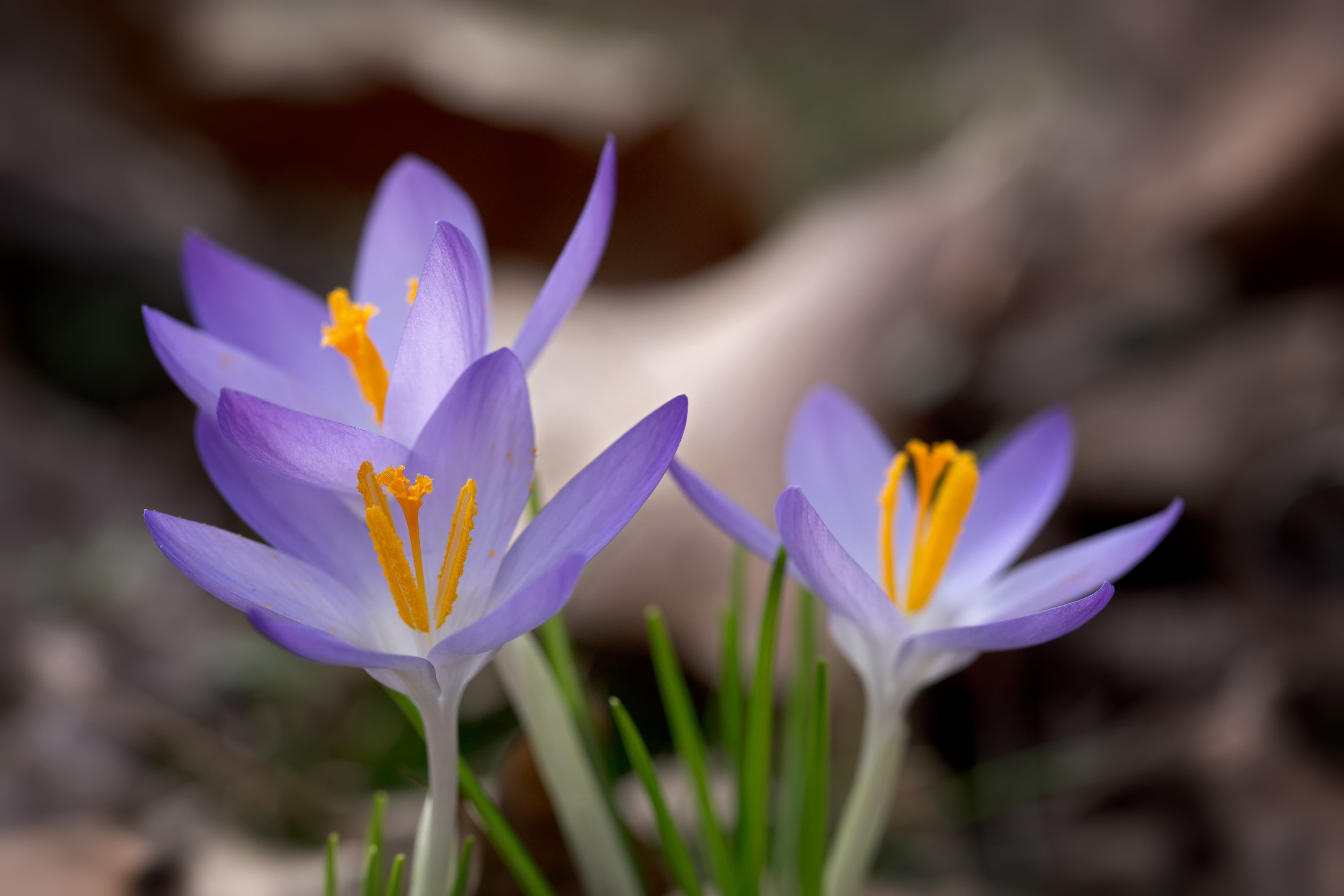 petaled, lotus Water Lily, photo, leaf, plant, flower Head, petal, 5K, water Lily, close, nature, flower, close-up, beauty In Nature, crocuses, purple, HD Wallpaper