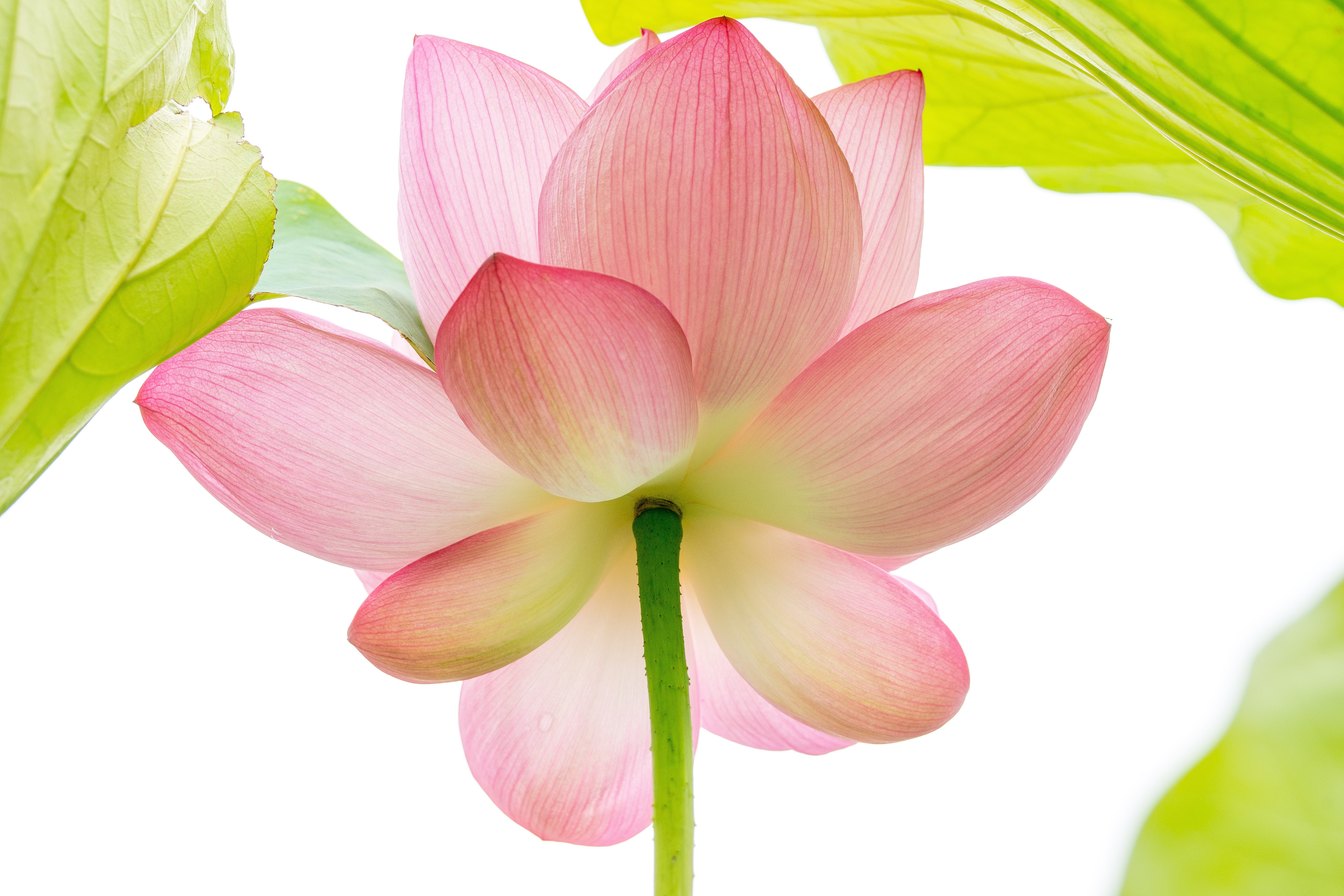 日本, SAL70300G, A-mount, 蓮, nature, pink, Looking up, SLT-A99V, Sony  α99, 5K, leaf, Garden, petal, Yokohama, SSM, plant, F4.5, botany, lotus, lotus  flower, HD Wallpaper