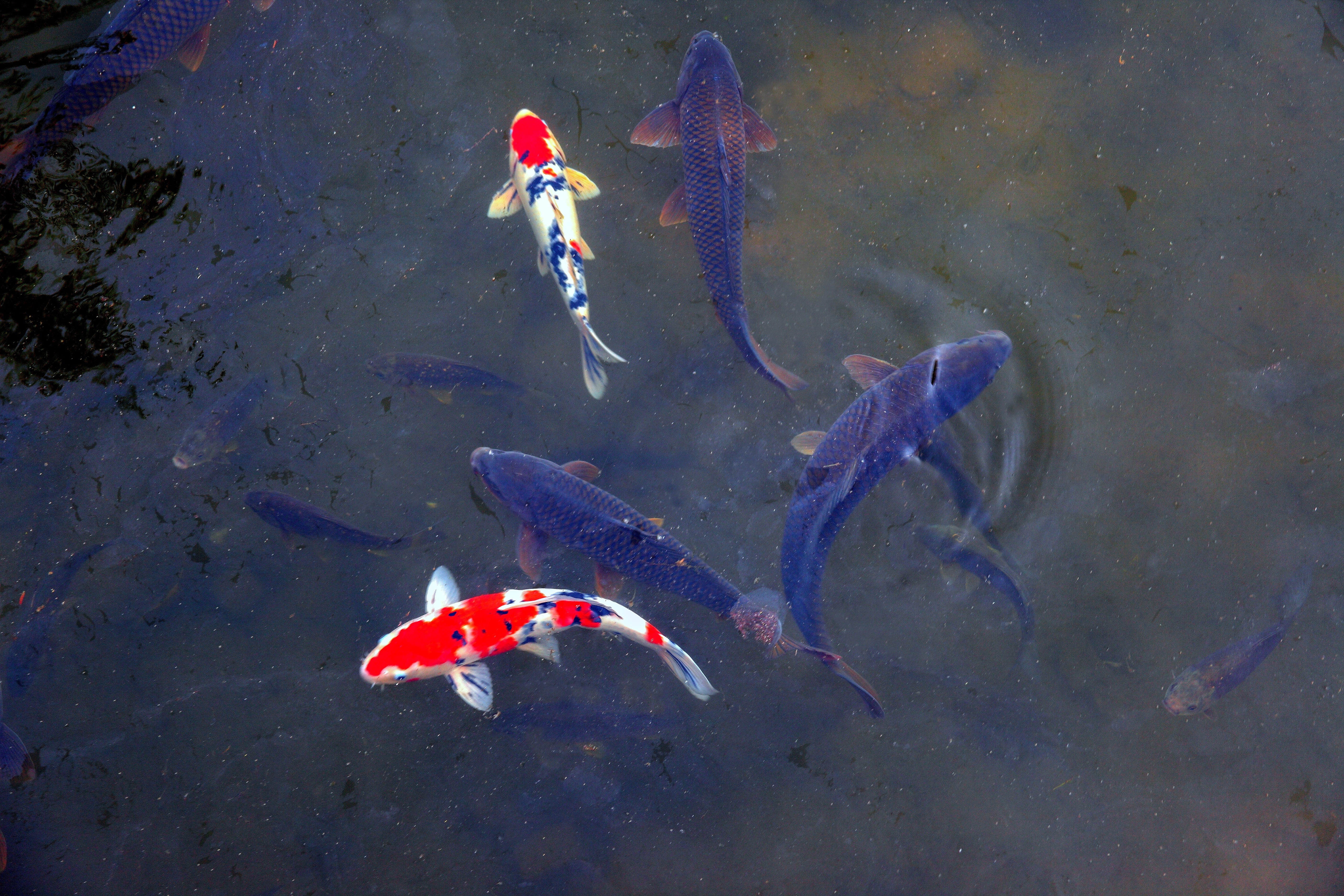 outdoors, underwater, sea, no people, animal wildlife, animal, animal themes, vertebrate, koi carp, 5K, group of animals, sea life, water, body, pond, HD Wallpaper