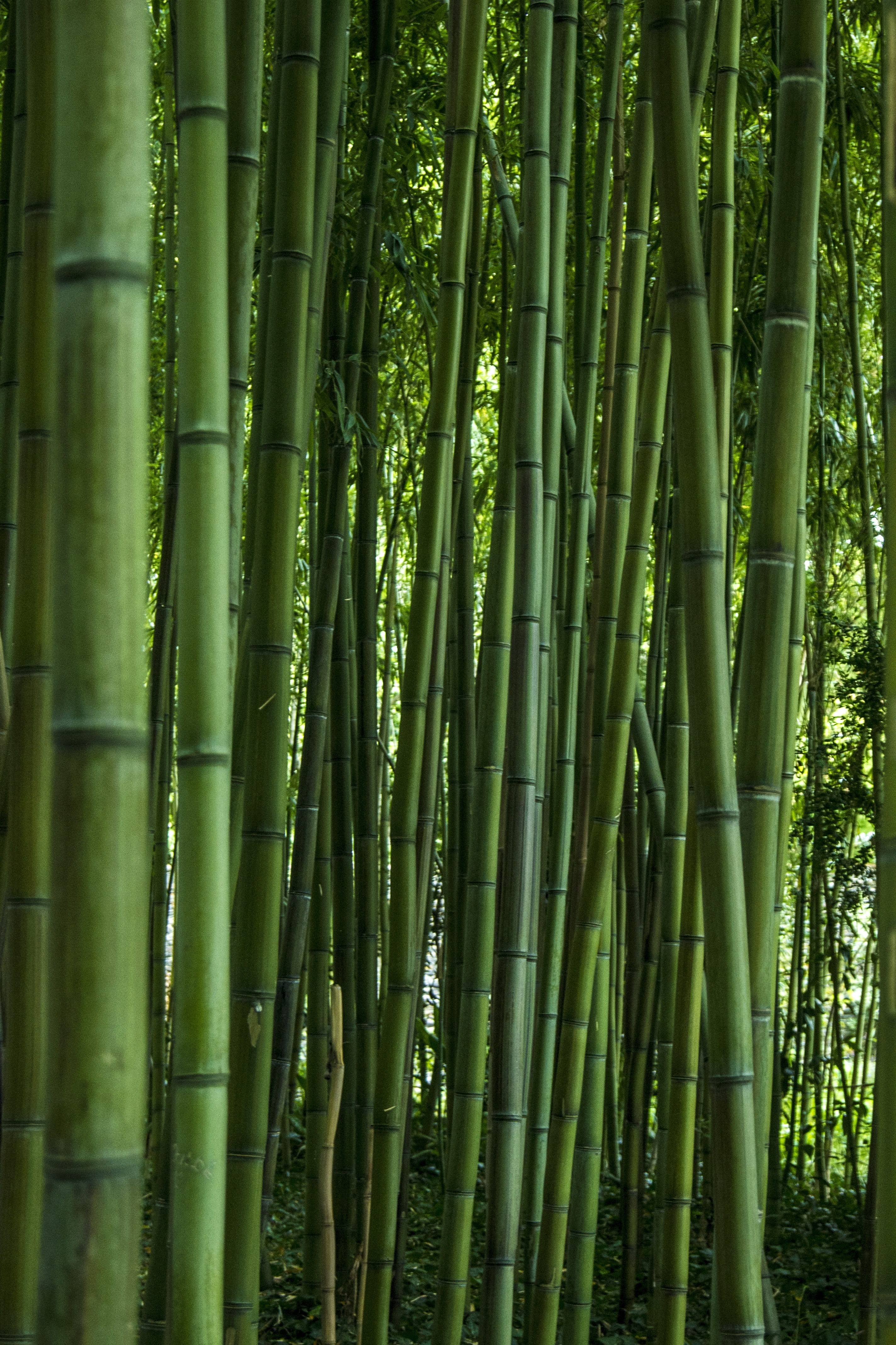 bamboo grove, bamboo - plant, tree, nature, green, beauty in nature, tranquility, illustration, day, bamboo, pattern, full frame, abundance, no people, Phone HD Wallpaper