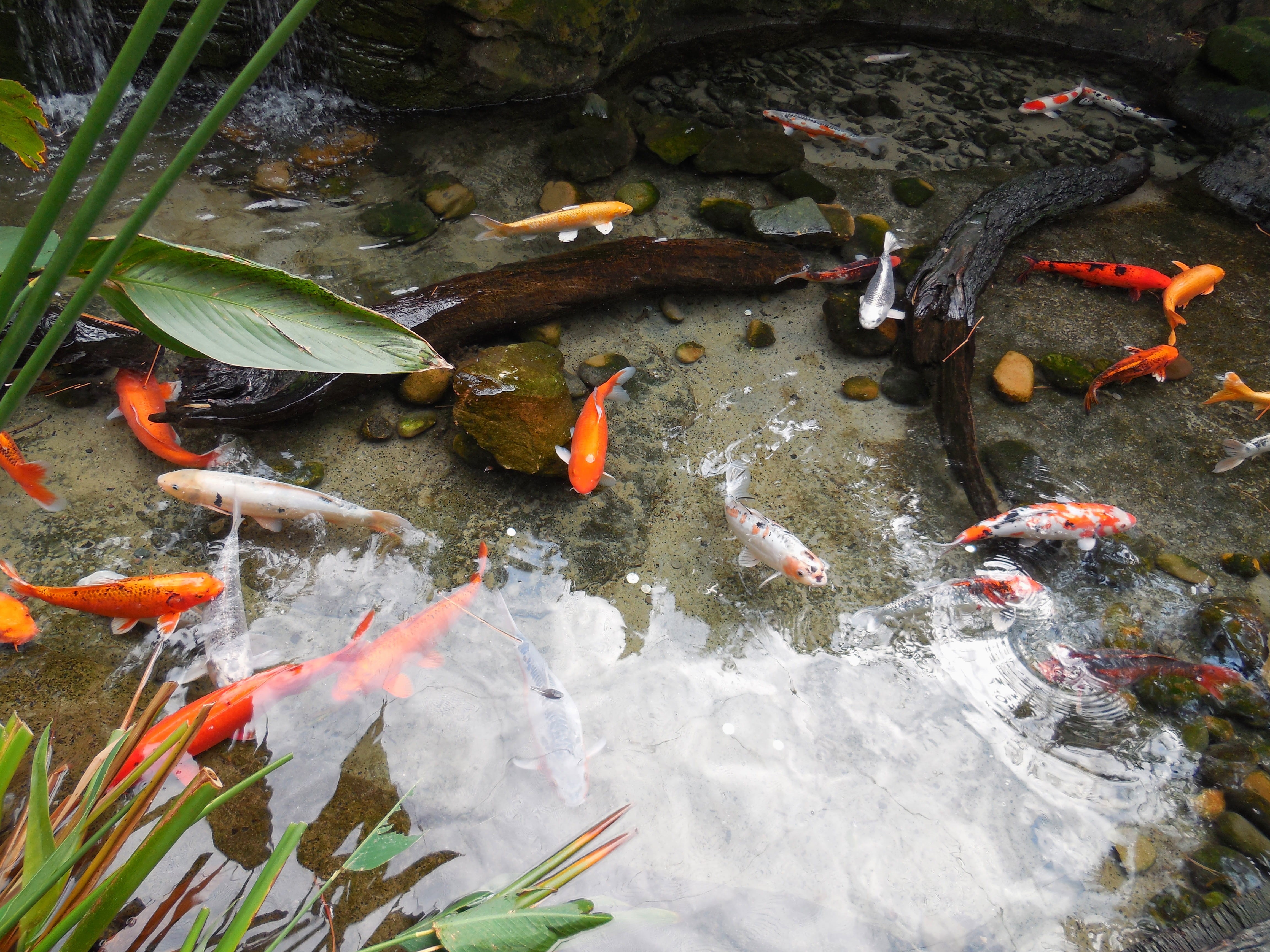 school of fish, colorful fishes, animal, outdoors, large group of animals, lake, underwater, vertebrate, animal themes, Fishes, animal wildlife, goldfish, HD Wallpaper