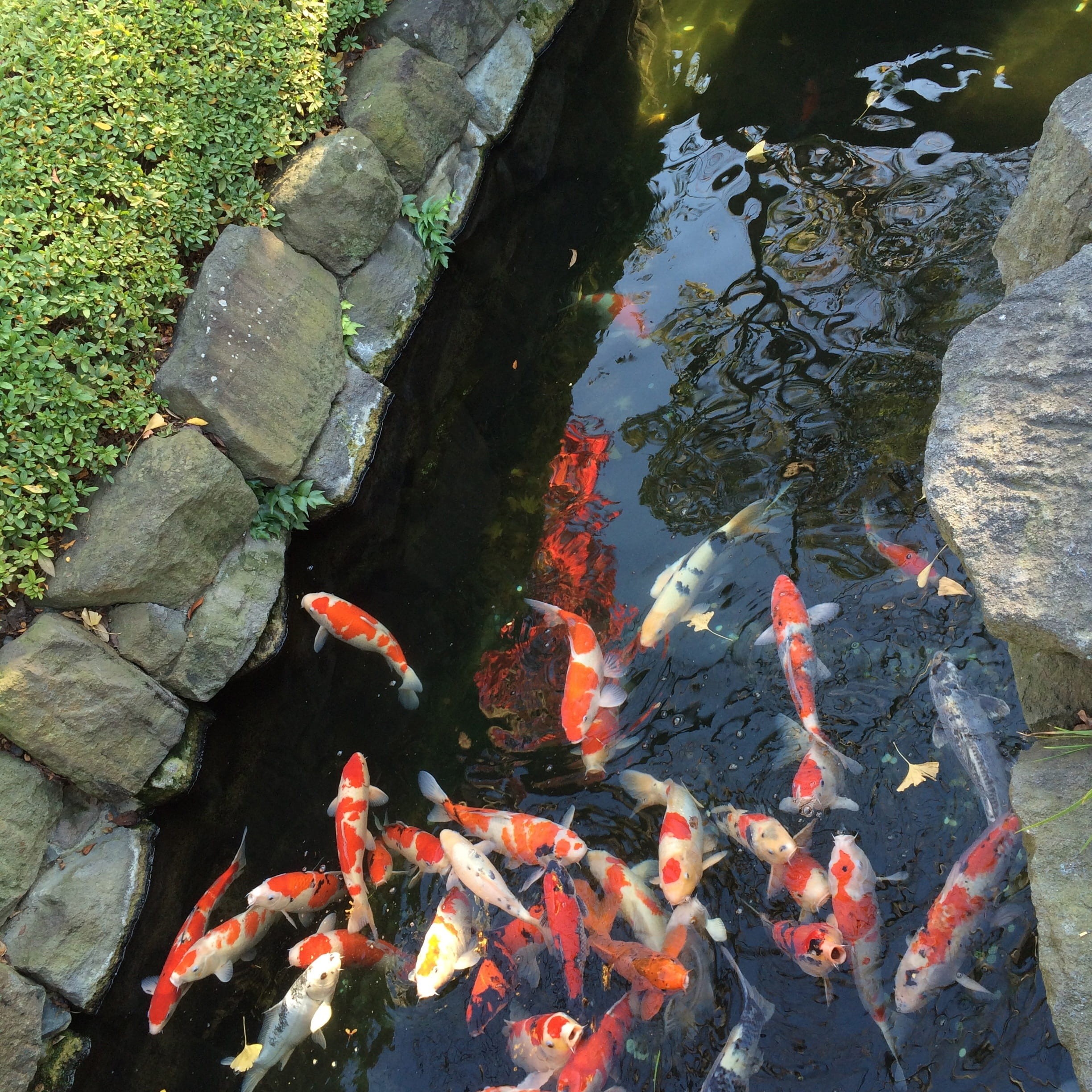 animals in the wild, no people, carp, Japanese, lake, high angle view, 1080P, outdoors, fish, swimming, water, animal, group of animals, pond, school of fish, Phone HD Wallpaper
