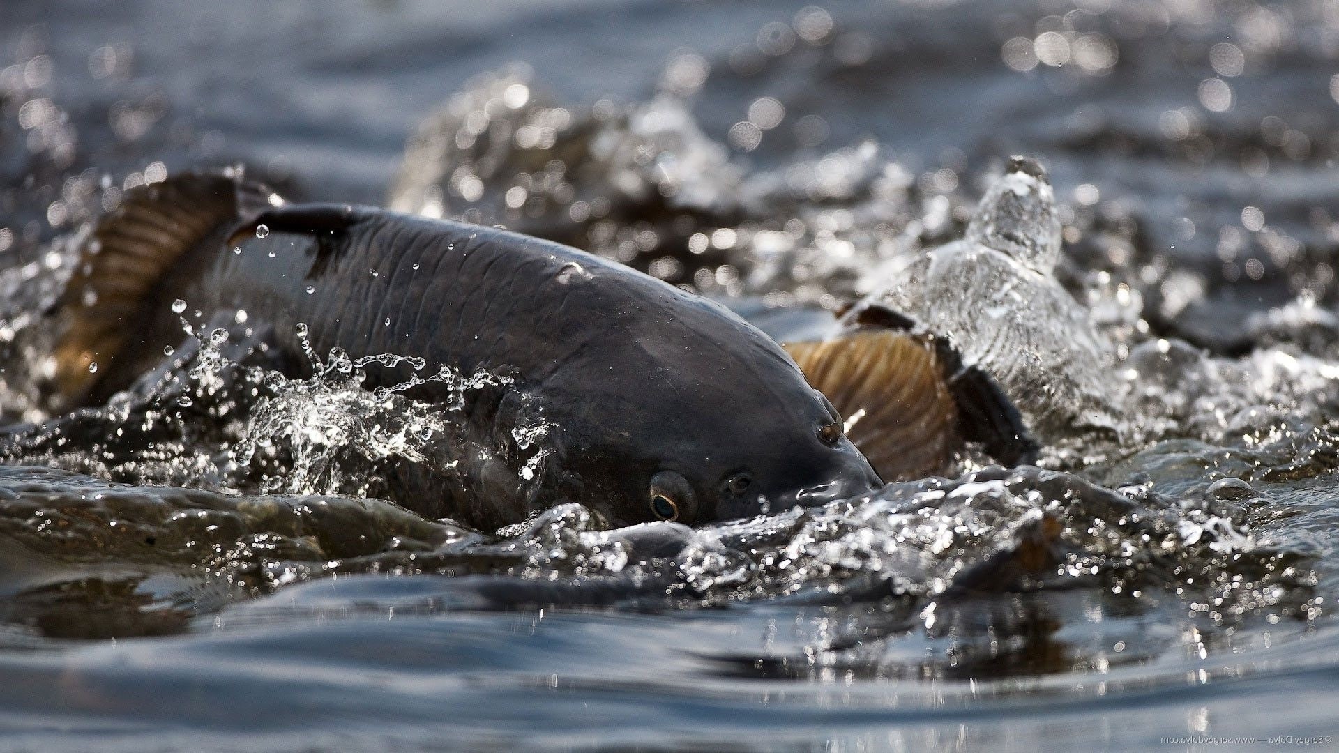 animals, fish, carp, 1080P, closeup, water, HD Wallpaper