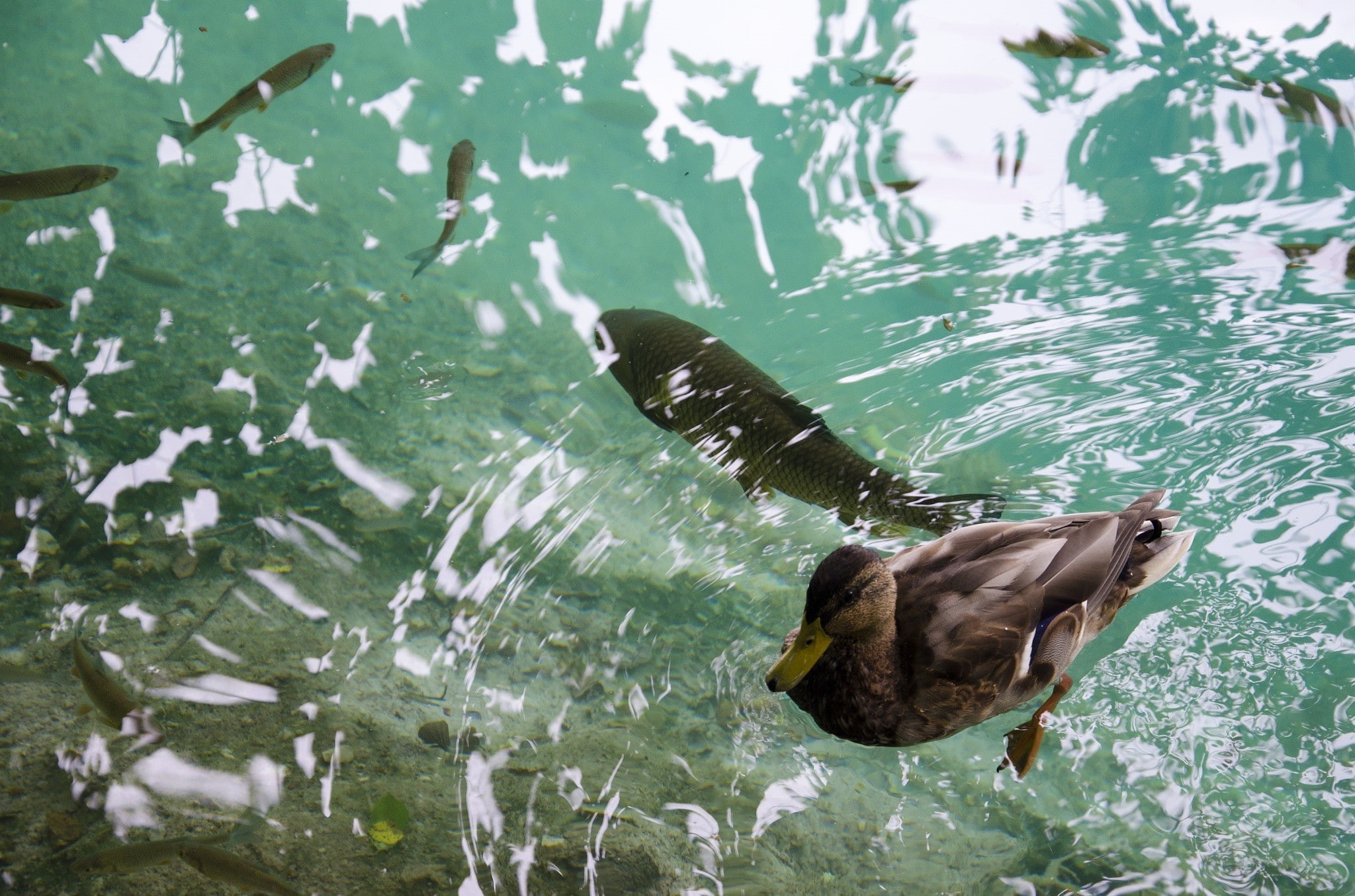 fish, 1080P, water, koi, goldfish, duck, mallard duck, swimming, mallard, carp, HD Wallpaper