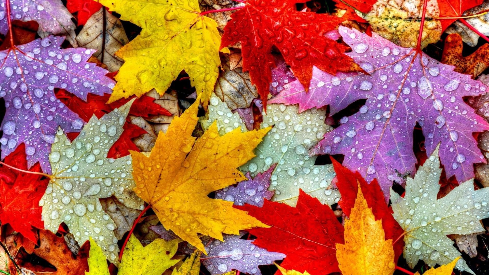 colorful, maple leaves, maple leaf, colors, autumn, leaves, tree, 1080P, leaf, HD Wallpaper