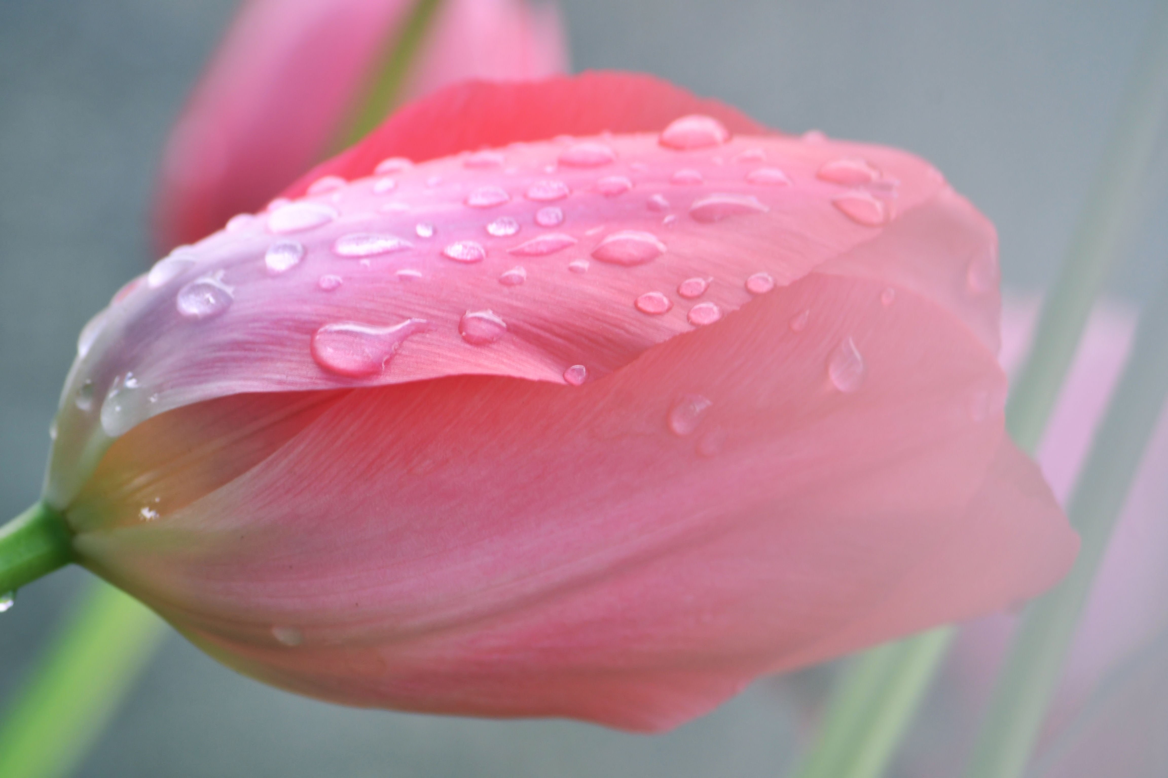 purity, softness, fragility, growth, wet, water, spring, springtime, freshness, Daisy, outdoors, raindrop, fresh, tulips, drop, no people, inflorescence, HD Wallpaper