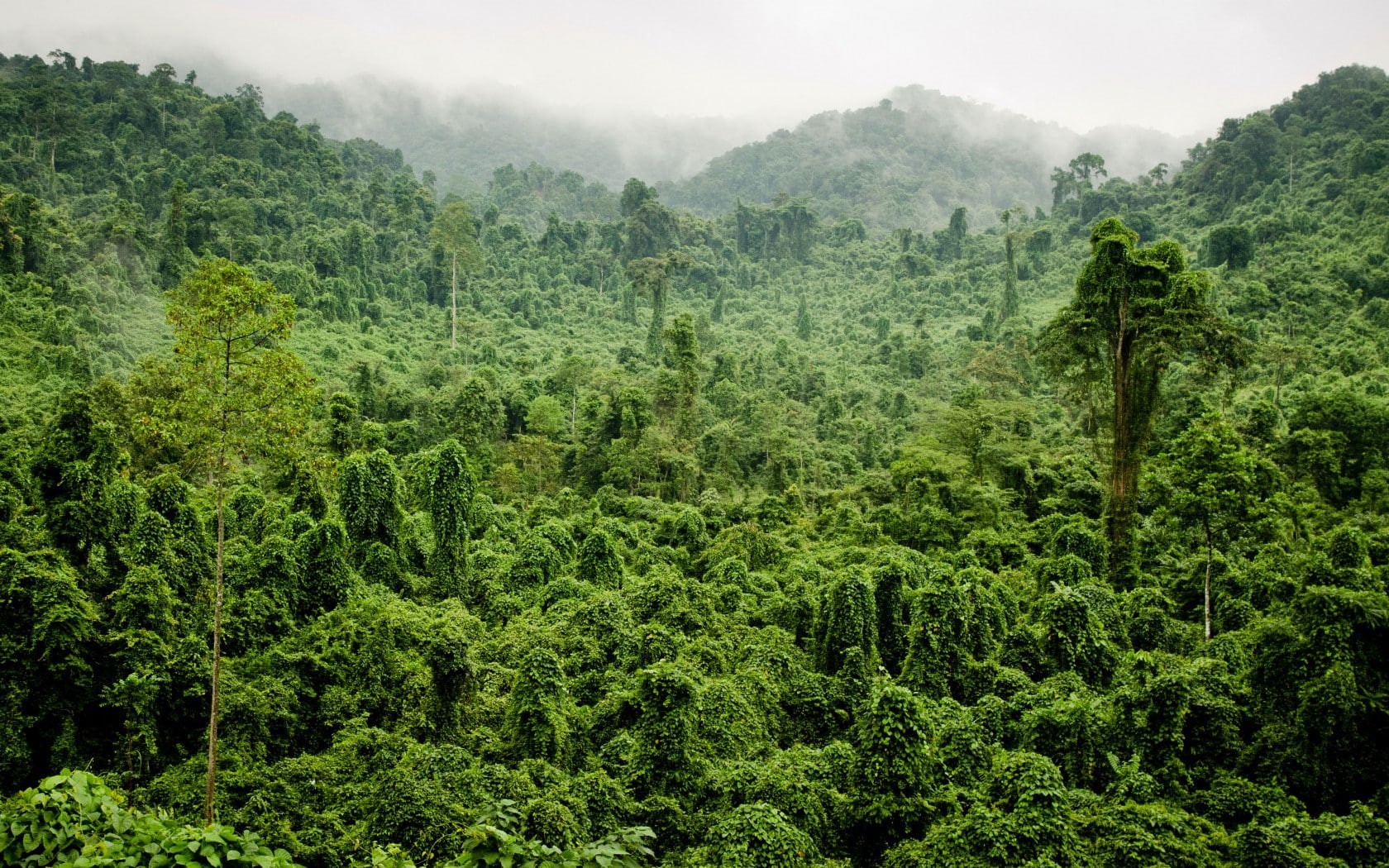 tropical, Jungle, 720P, fog, forest, trees, foliage, HD Wallpaper