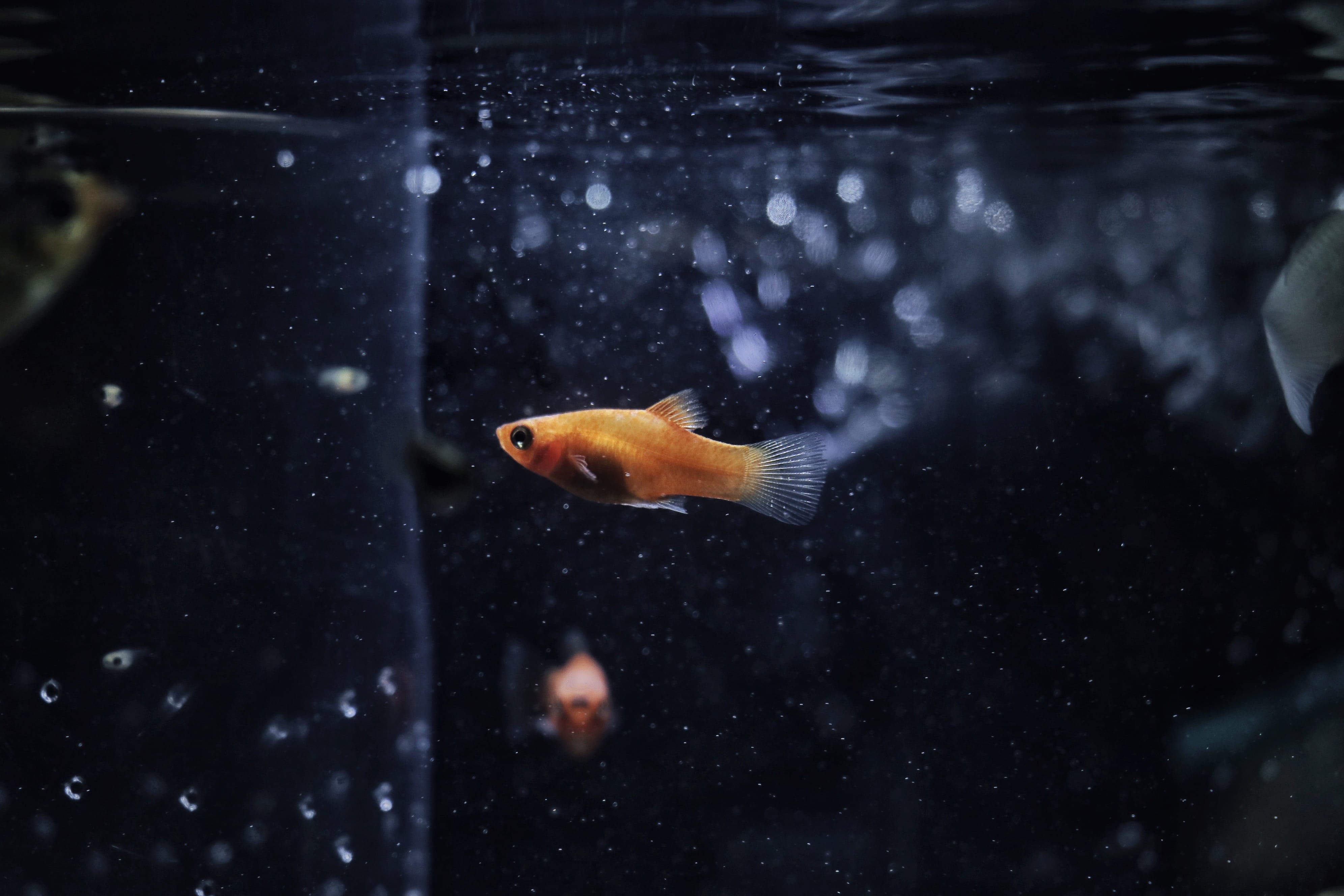 vertebrate, wildlife, animal, glass - material, amphiprion, water, duck, 4K, indoors, swimming, nature, coho, aquatic, koi, marine, animals in the wild, HD Wallpaper