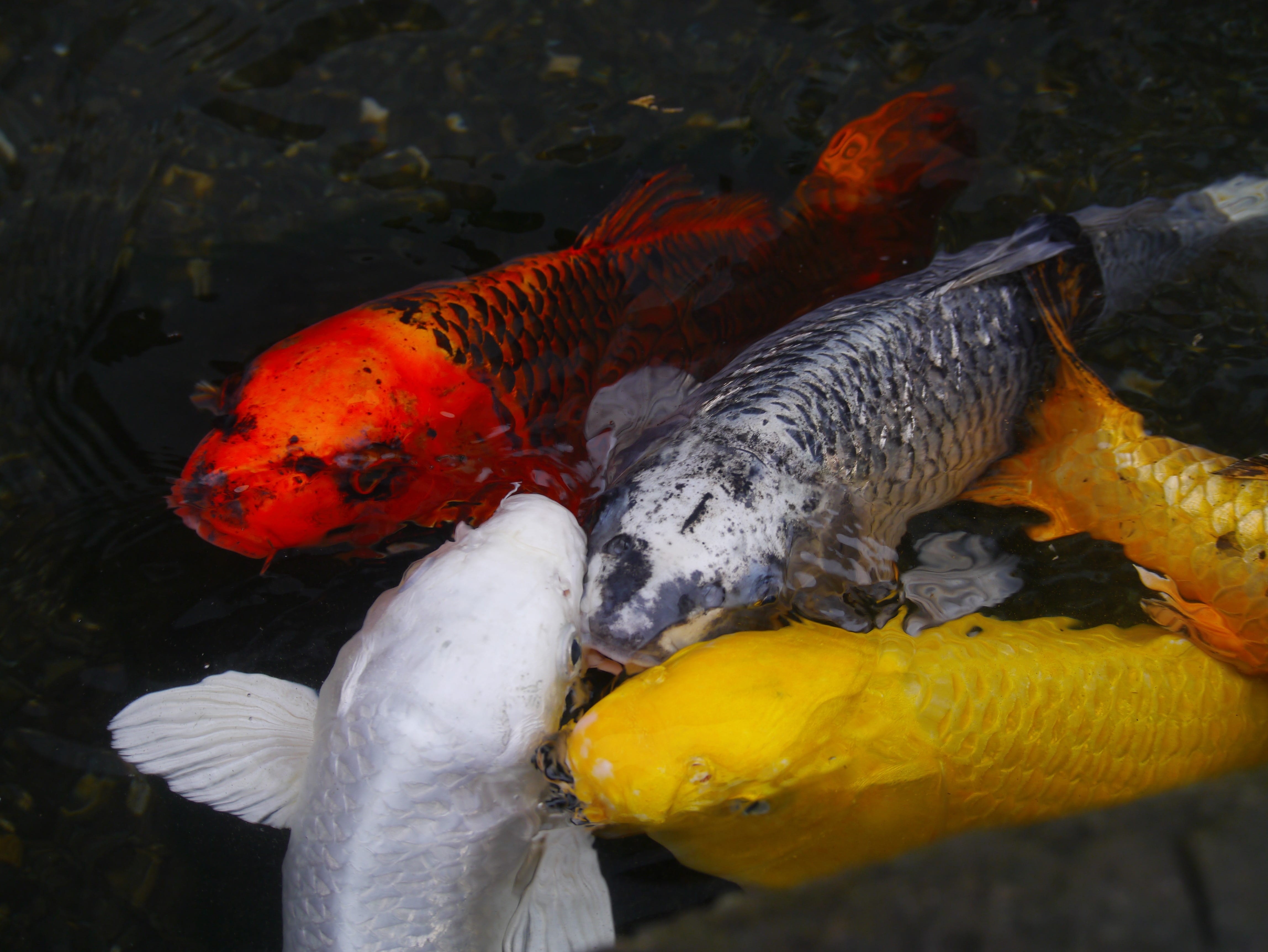 japan, aquarium fish, orange, silver, breeding, yellow, animal themes, 4K, red, no people, red and white, yokosuka, swimming, animal, animals in the wild, HD Wallpaper