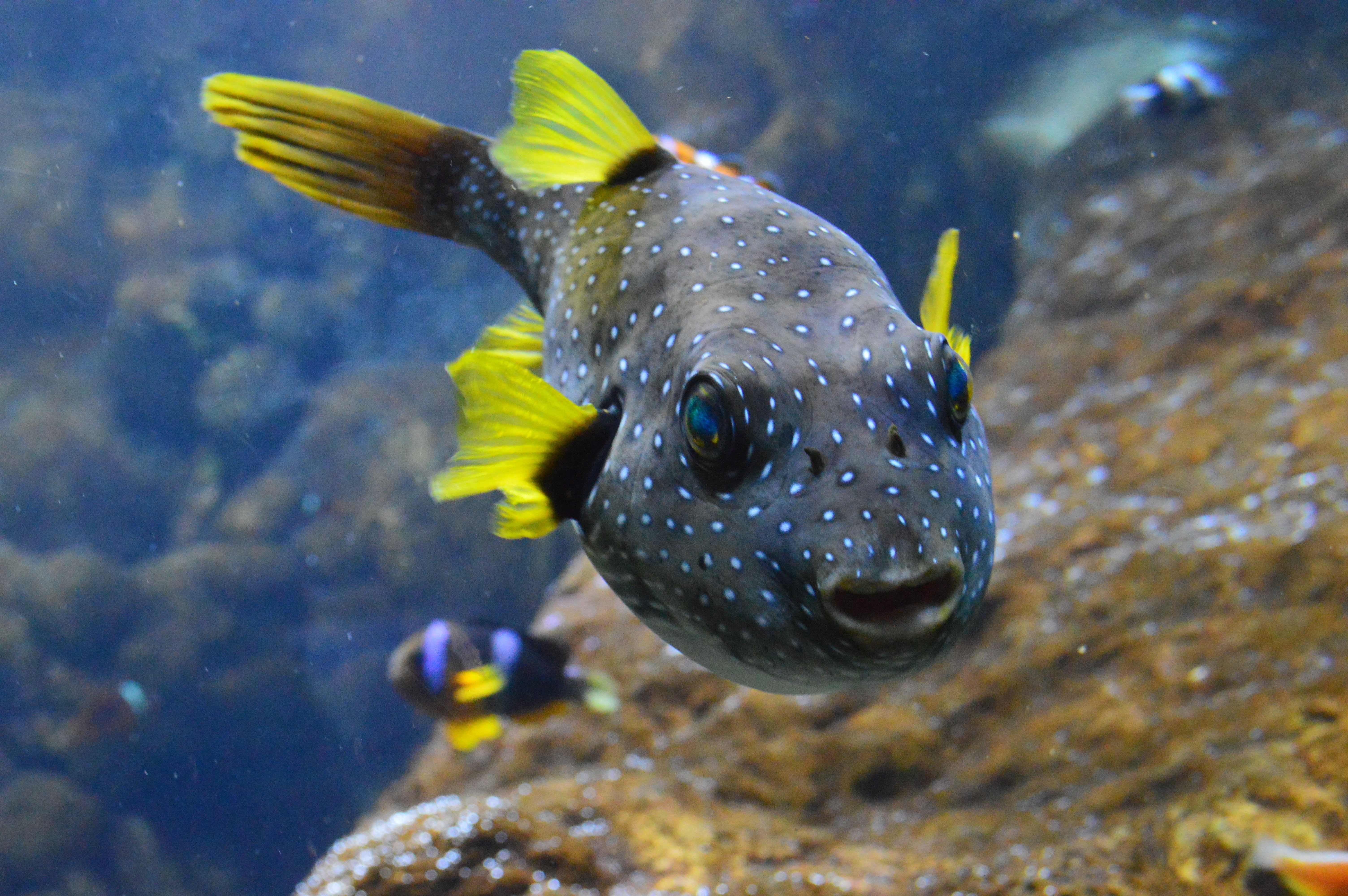 swimming, animal, saltwater, white-spotted, nature, marine, puffer, spots, tail, black, focus on foreground, arothron hispidus, animal wildlife, ocean, HD Wallpaper