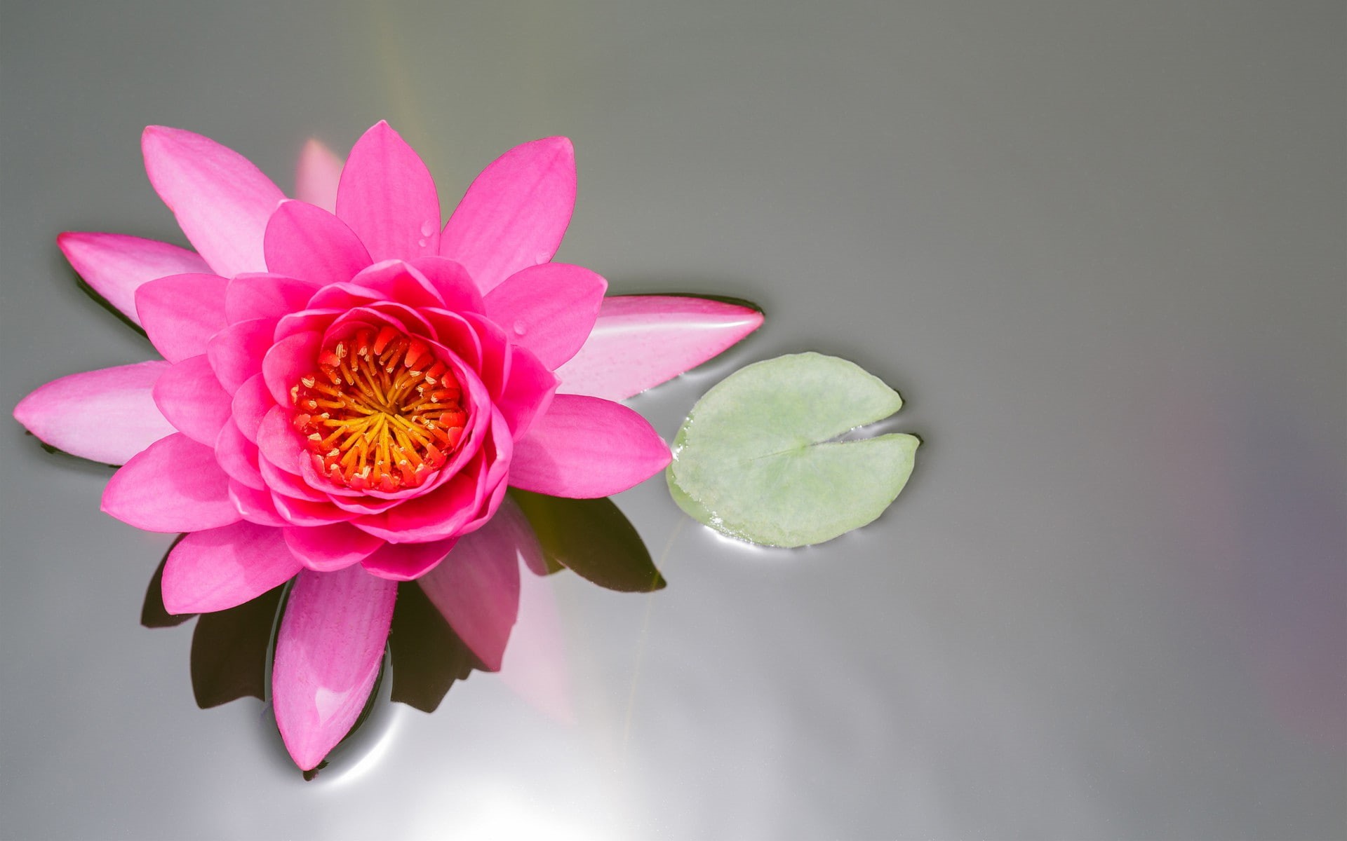 lily, water lily, lotus, pond, leaf, water, pink, view, top view, 1080P, branches, top, HD Wallpaper