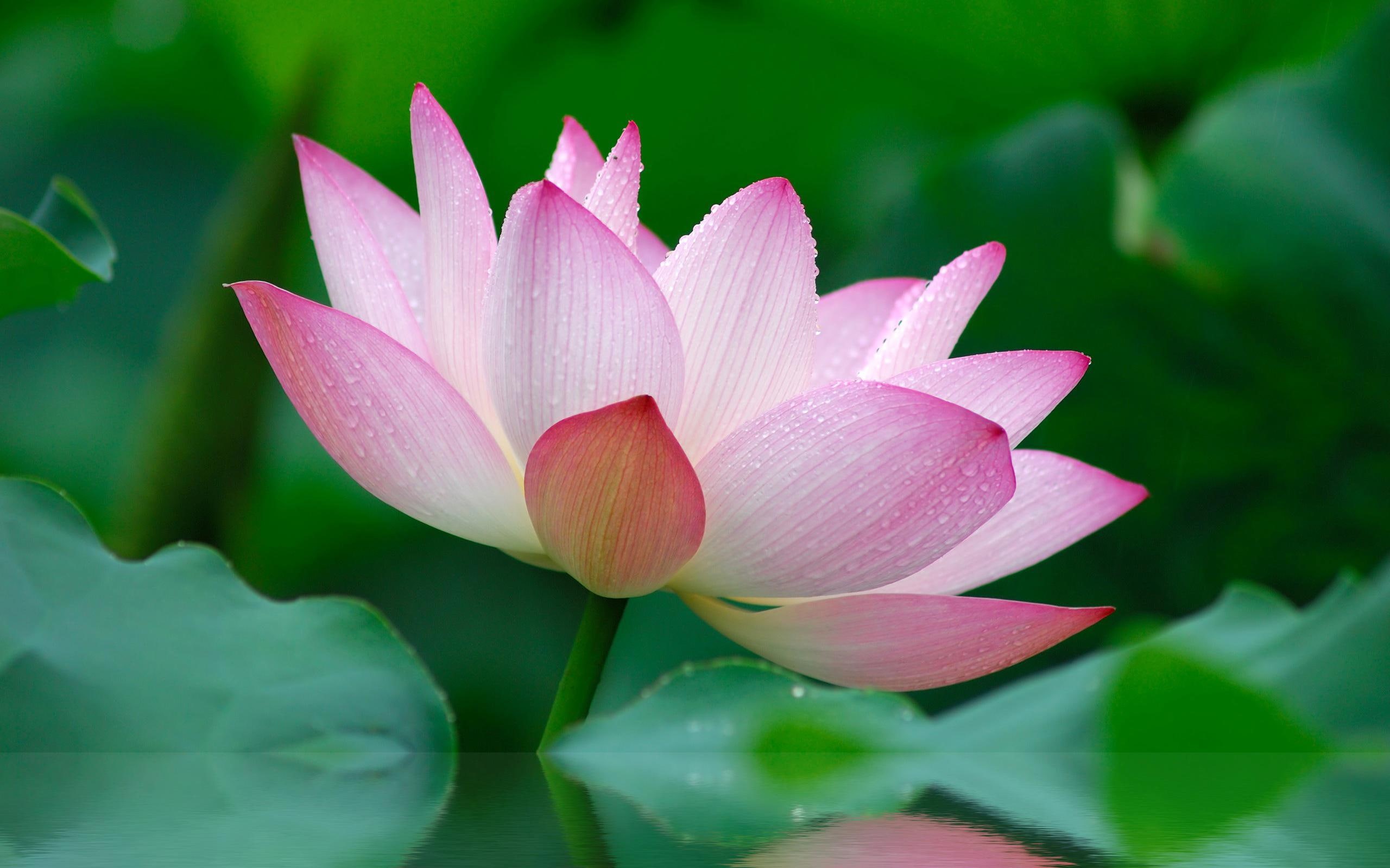 garden, nature, wild, pink, flower, gallery, lily, white, flowers, image, lotus, 2K, HD Wallpaper