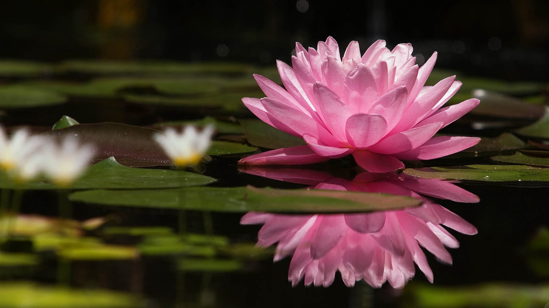 outdoors, flowering plant, nature, no people, lotus, water, growth, 1080P, plant, lily, botany, lake, pond, inflorescence, formal Garden, beauty In Nature, HD Wallpaper