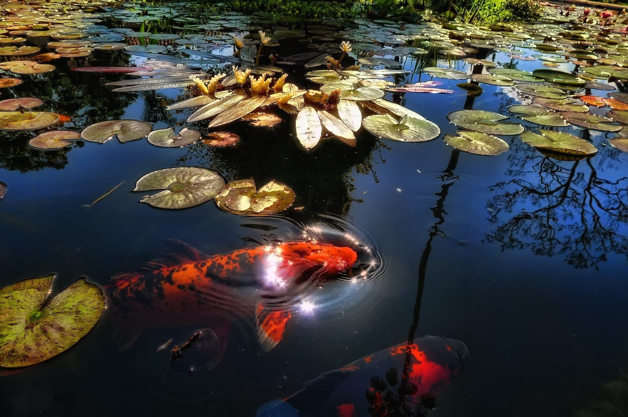 pets, carp, multi Colored, leaves, goldfish, animal, swimming, leaf, animal wildlife, sunlight, lake, no people, day, school of fish, animals in the wild, HD Wallpaper