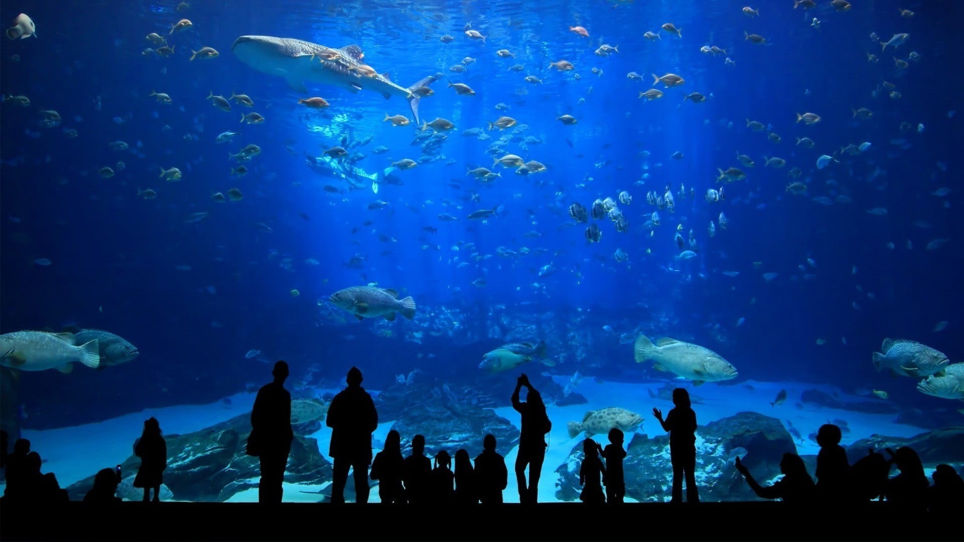 swimming, silhouette, underwater, shark, marine, fish, animal themes, sea, sea life, animal, transparent, tank, watching, vertebrate, real people, school of fish, HD Wallpaper