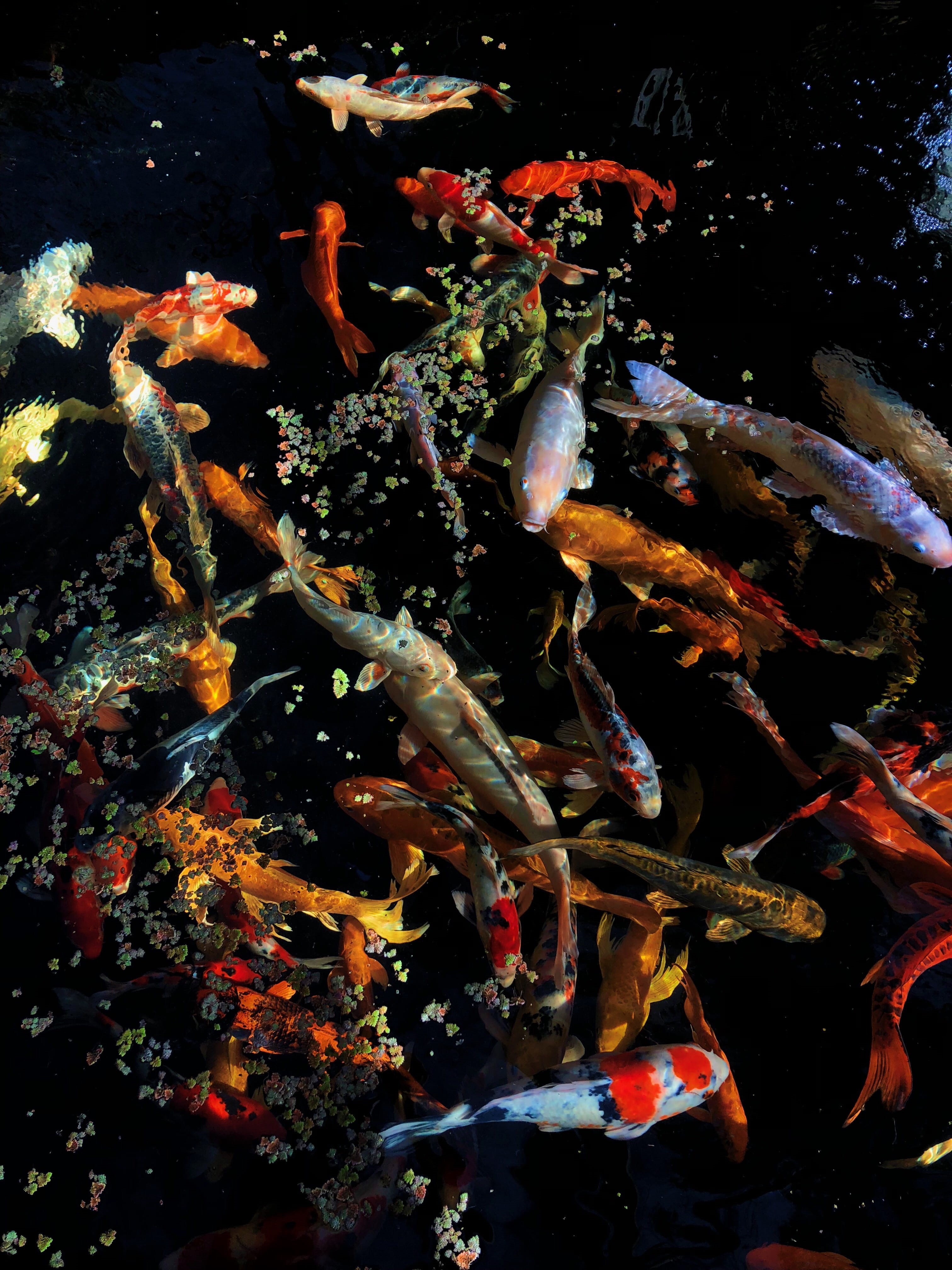 group of animals, large group of animals, water, animals in the wild, koi carp, animal, no people, school of fish, shoal, nature, 4K, animal themes, vertebrate, Phone HD Wallpaper
