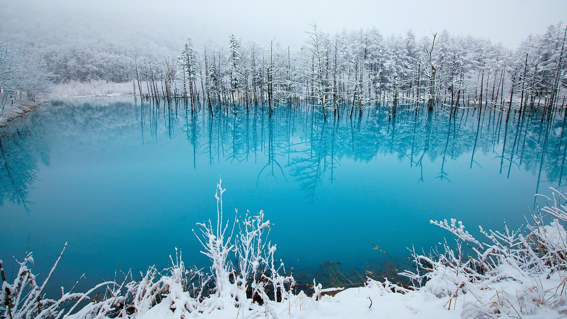 tale, Hokkaido, blue, Japan, lake, pond, winter, 1080P, beauty, snow, photo, Kent Shiraishi, Biei, HD Wallpaper