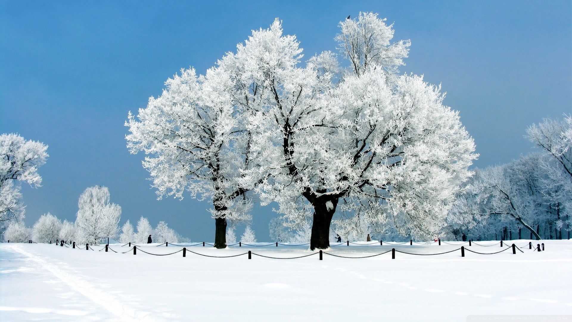 white color, springtime, winter, 1080P, beauty in nature, covered, tranquil scene, plant, covering, day, environment, snow, tree, snowing, sky, nature, HD Wallpaper