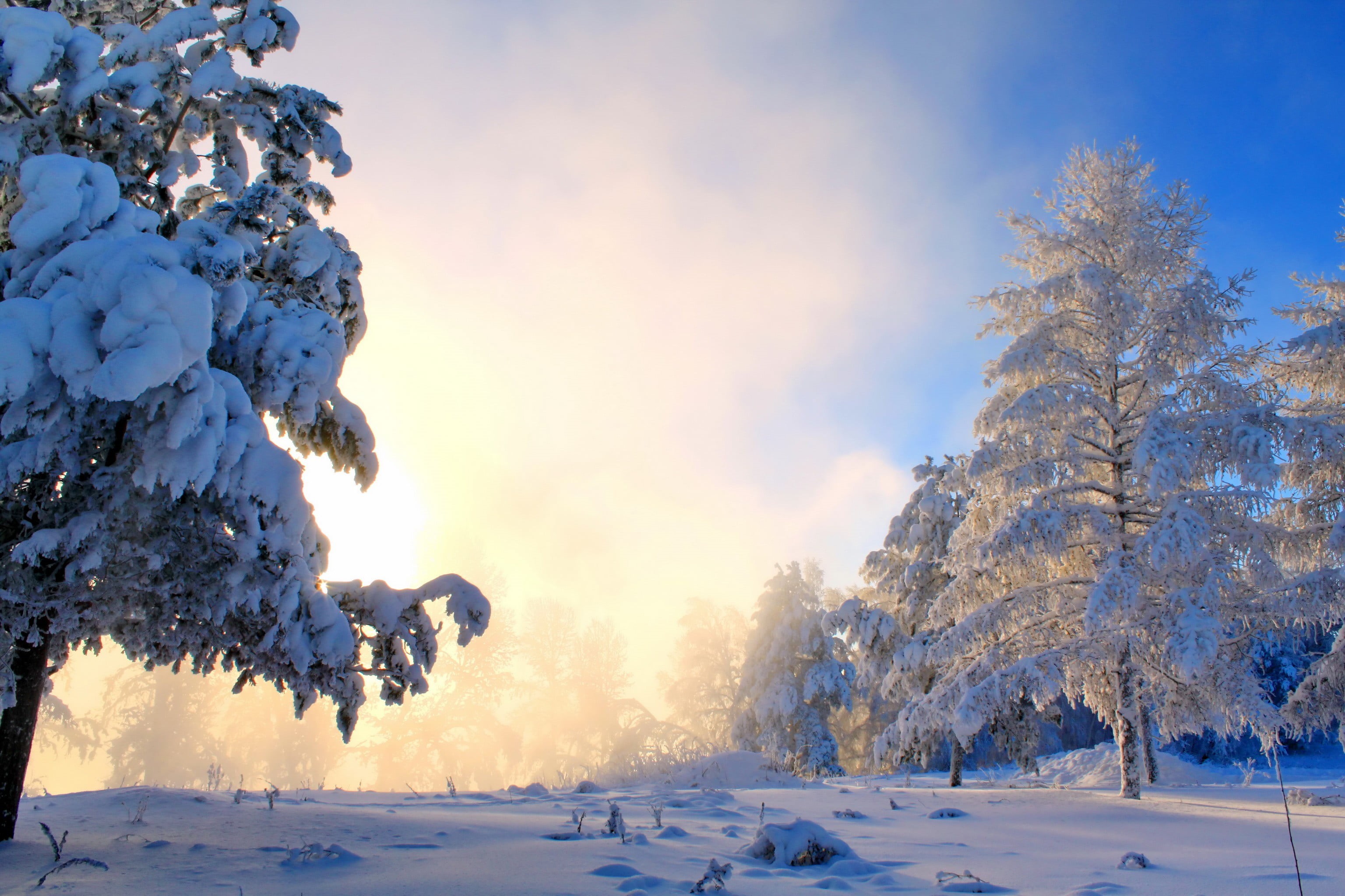 nature, day, non-urban scene, tranquility, cold temperature, winter, no people, powder snow, tranquil scene, landscape, trees, white color, 2K, snows, HD Wallpaper