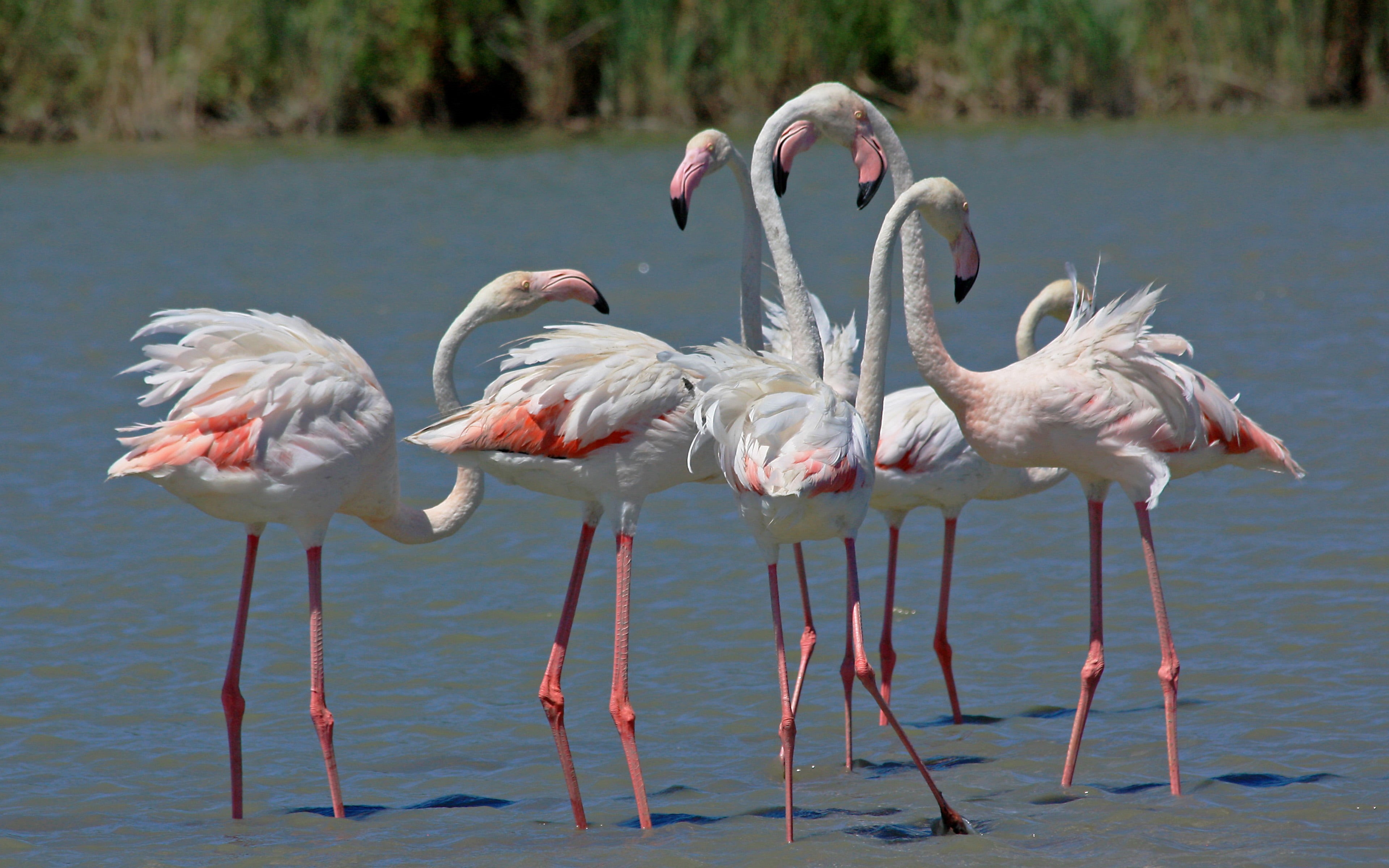 side view, flamingo, europe, indian, animal, animal wildlife, vertebrate, found, group of animals, waterfront, roseus, animal themes, bird, family, zoology, HD Wallpaper