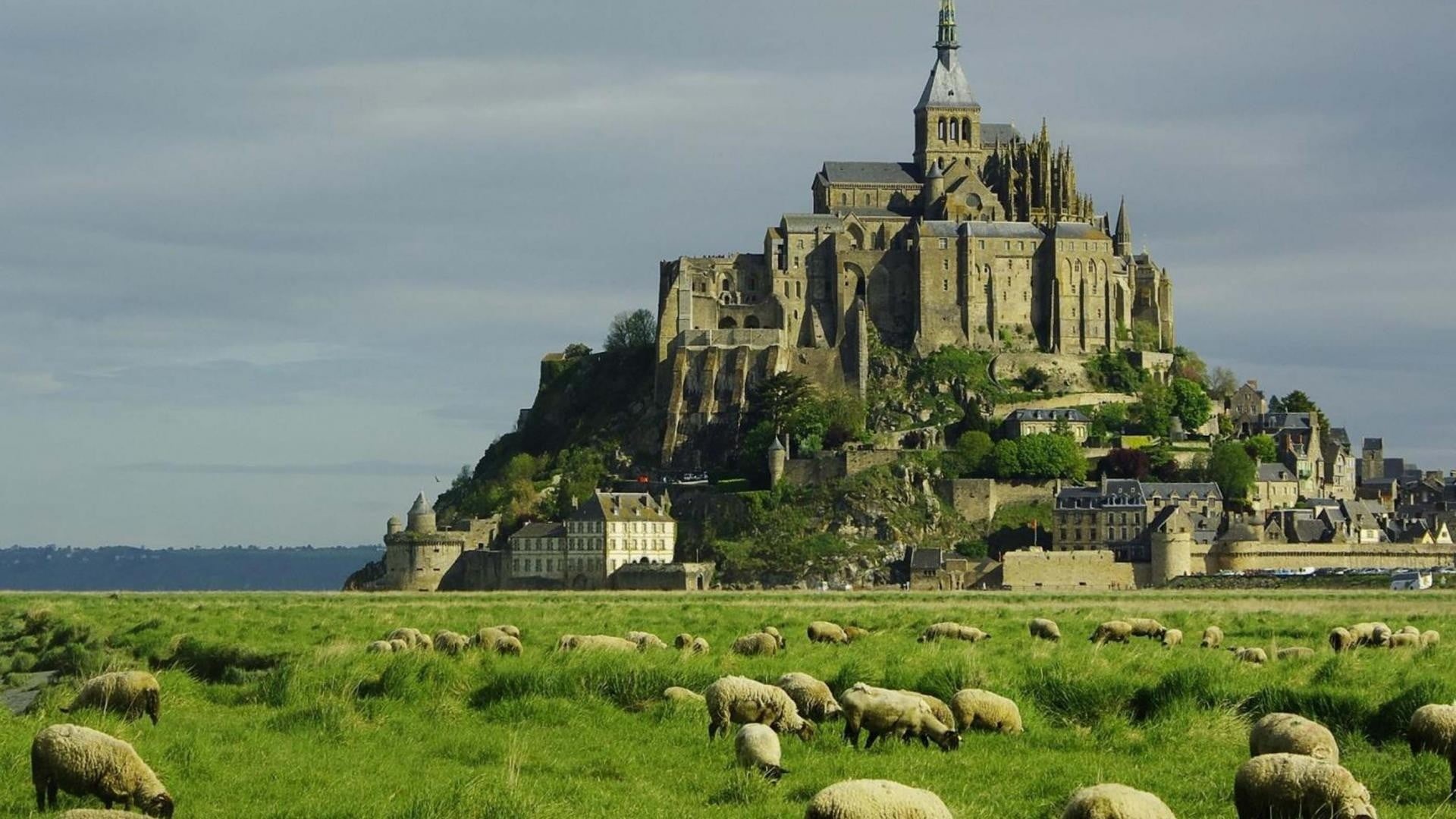 old building, France, Mont Saint-Michel, plains, gray, animal, landscape, land, the past, built structure, cloud - sky, sky, history, livestock, domestic animals, HD Wallpaper