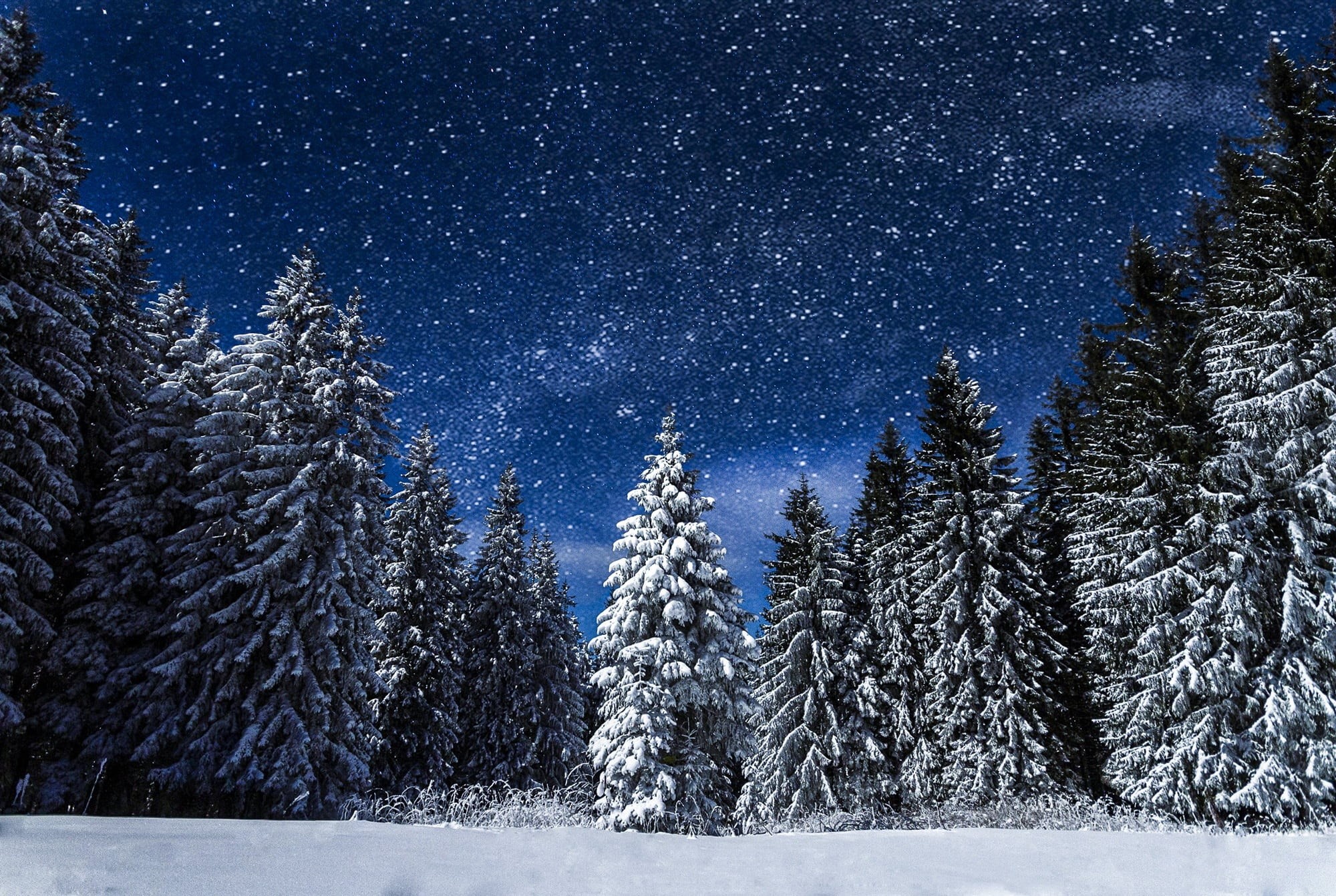 evergreen tree, sky, tranquil scene, scenics - nature, woodland, land, astronomy, frozen water, extreme weather, fir tree, trees, frozen, tree, non-urban scene, HD Wallpaper