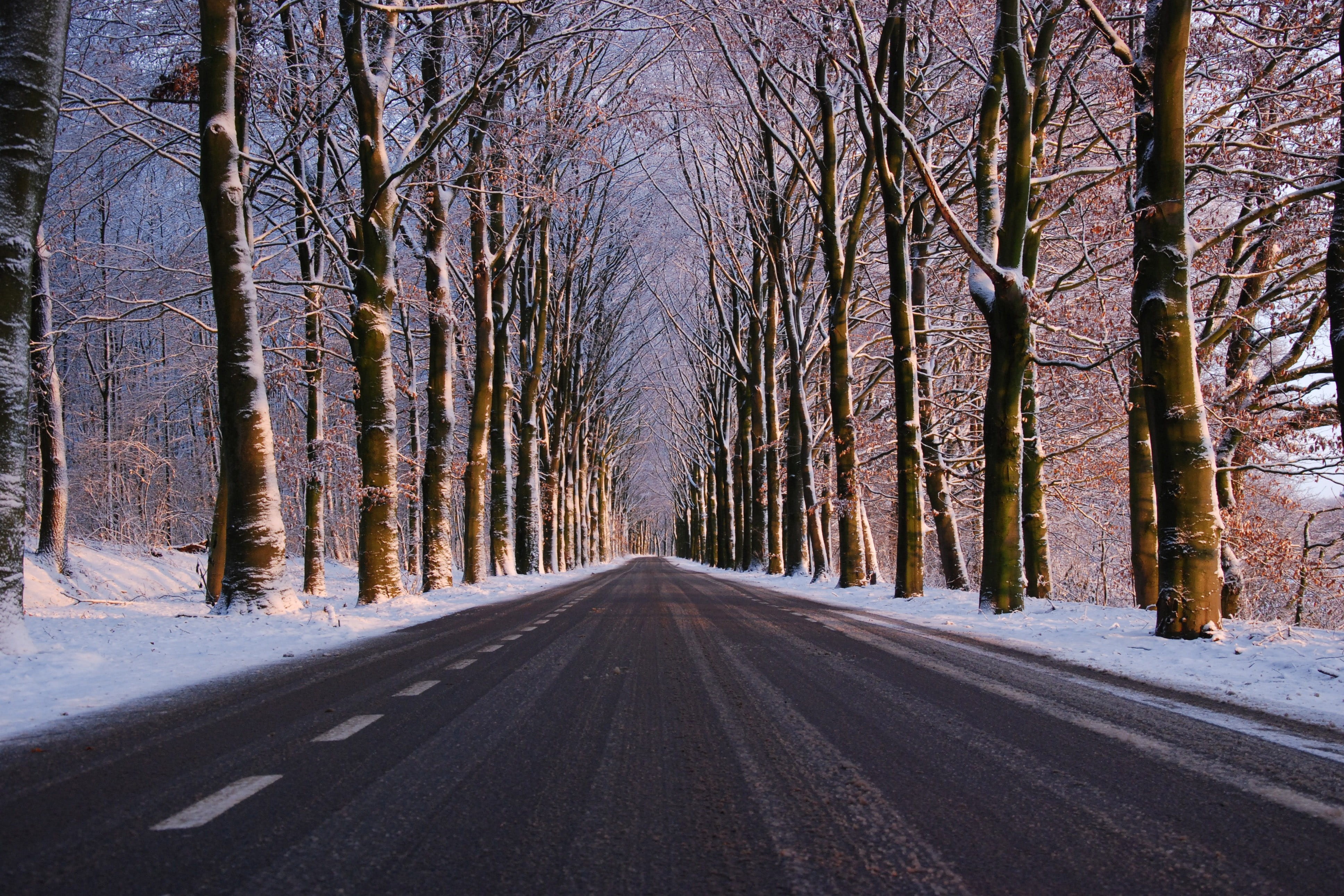 forest, Road, direction, 4K, vanishing point, treelined, season, cold temperature, woodland, scenics, landscape, travel, bare tree, beauty in nature, outdoors, HD Wallpaper