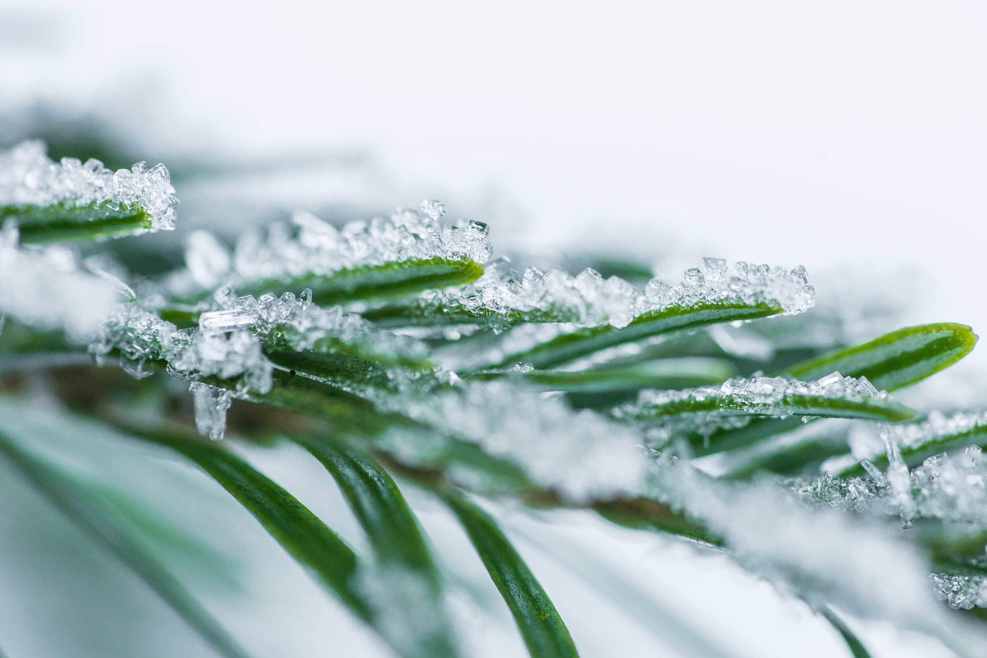 trees, melting, plant, coniferous tree, 4K, beauty In Nature, cold temperature, winter, white, fir tree, no People, cold, Snow, Close Up, drop, white color, HD Wallpaper