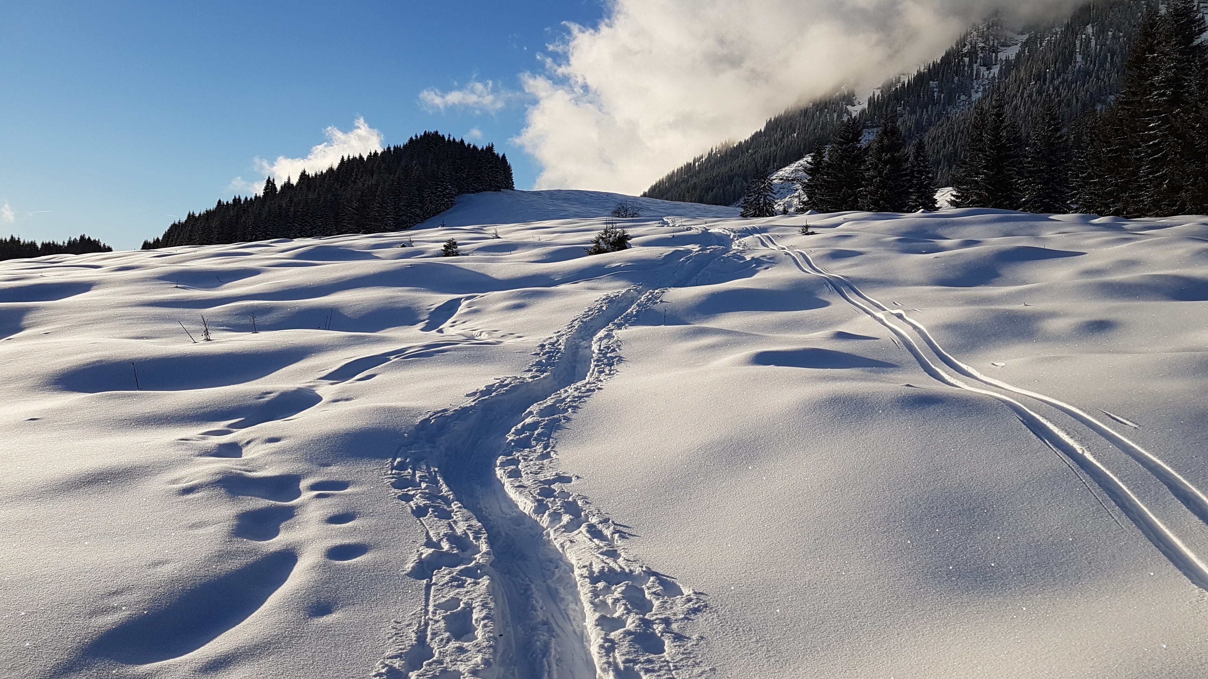 environment, nature, Snow, winter sport, ski slope, cloud - sky, sky, scenics - nature, pine woodland, powder snow, pine tree, forest, no people, outdoors, HD Wallpaper