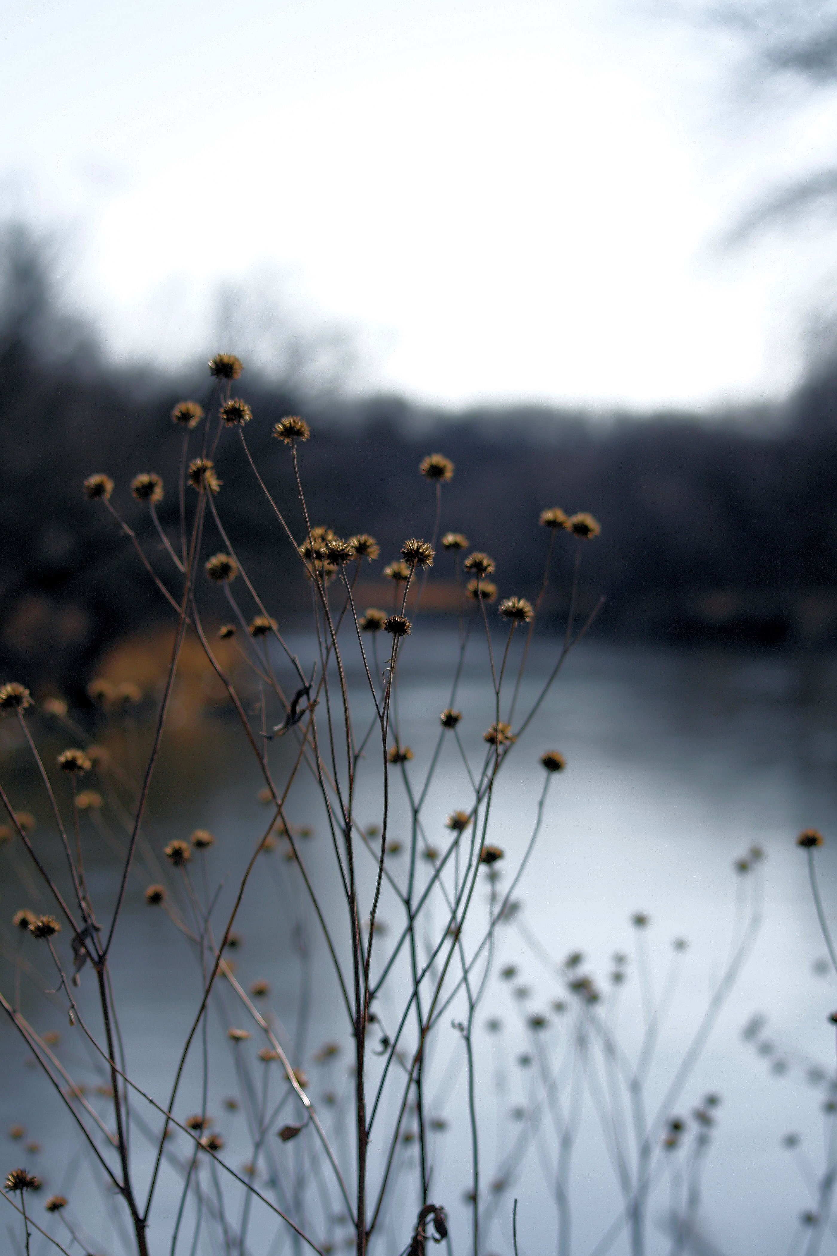 nature, winter, maquoketa, brown, cold - Temperature, body, snow, closeup, photo, river, 4K, water, outdoors, flowers, calm, Phone HD Wallpaper