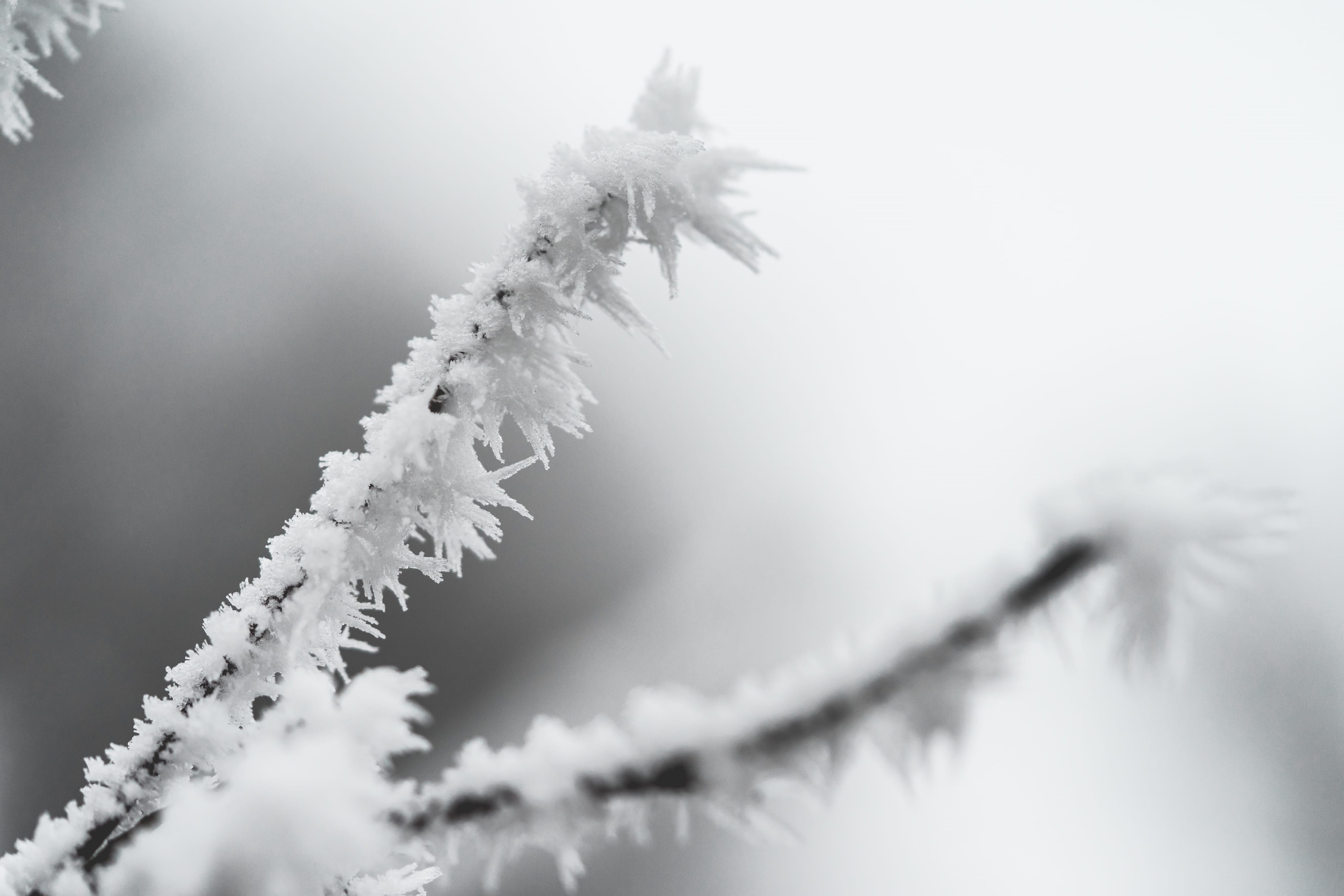 Branch, forest, growth, weather, tree, backgrounds, day, season, macro, crystals, frozen, snow, christmas, trees, no People, selective focus, nature, ice Crystal, HD Wallpaper