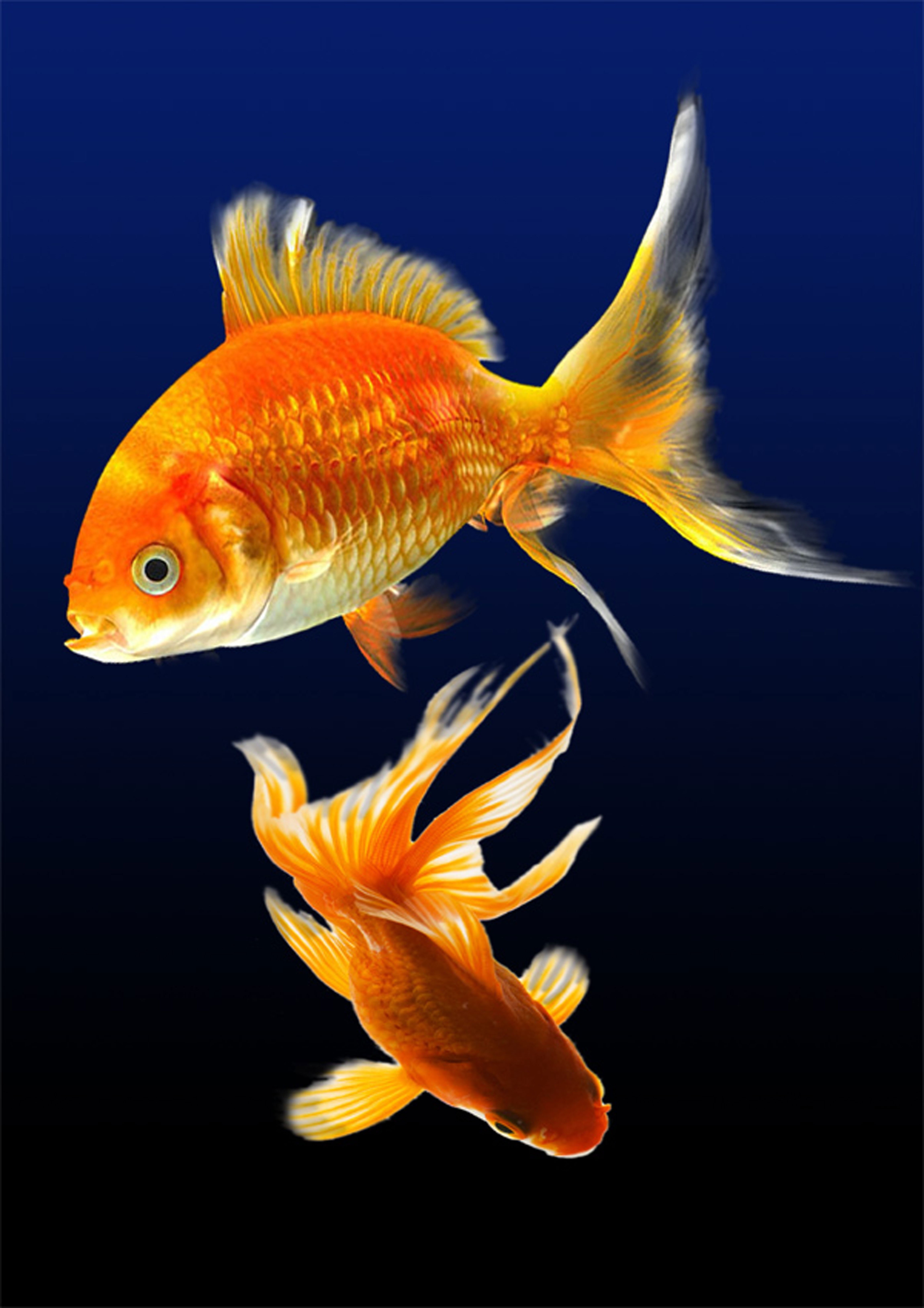 nature, marine, swimming, undersea, fish, animals in the wild, two, transparent, sea life, animal themes, black background, gold, tail fin, 5K, aquarium, Phone HD Wallpaper