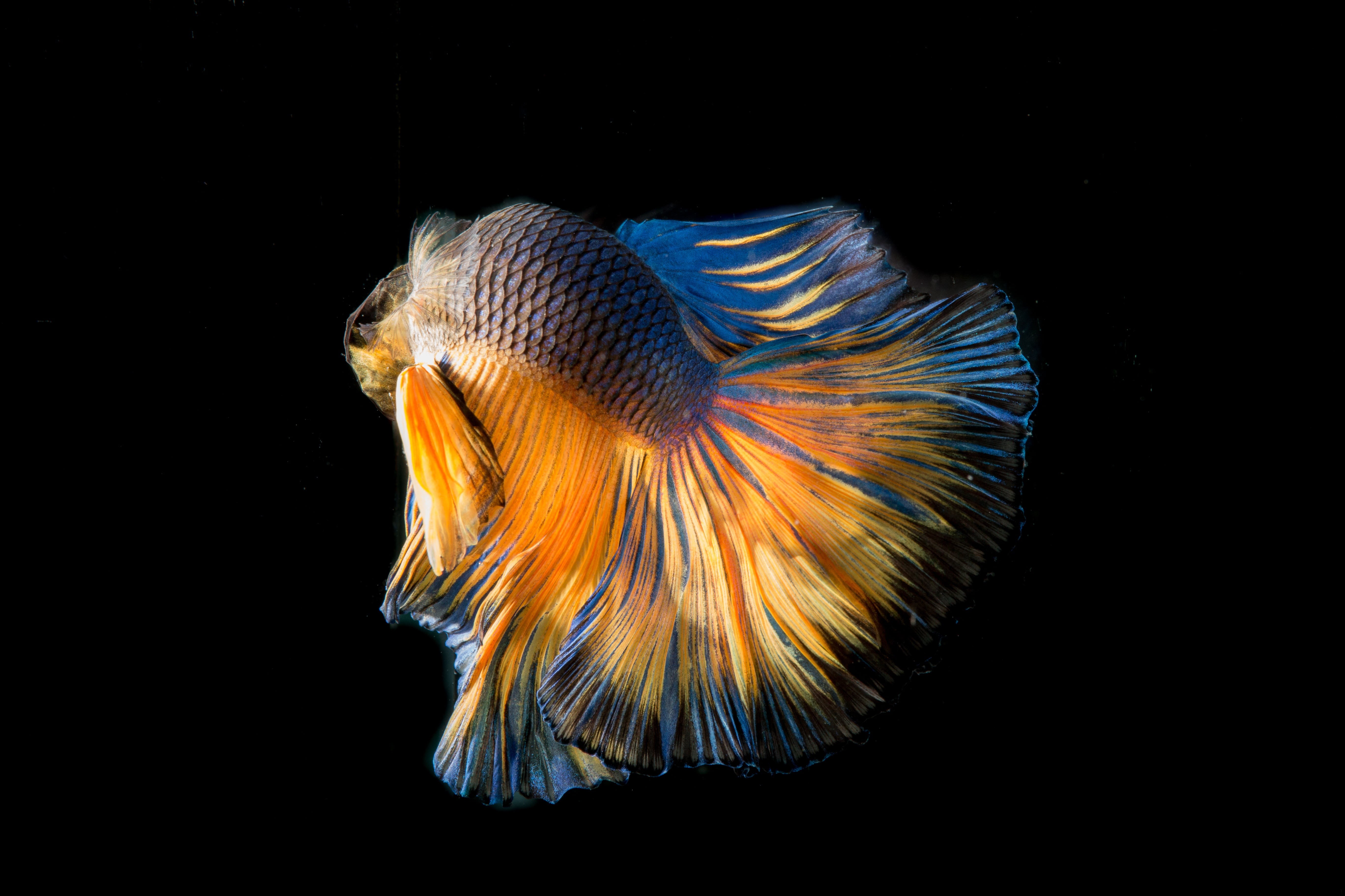 marine, animals in the wild, nature, 5K, sea life, multicolored, animal, fish stripes, indoors, fish, close-up, animal wildlife, one animal, water, profile view, HD Wallpaper