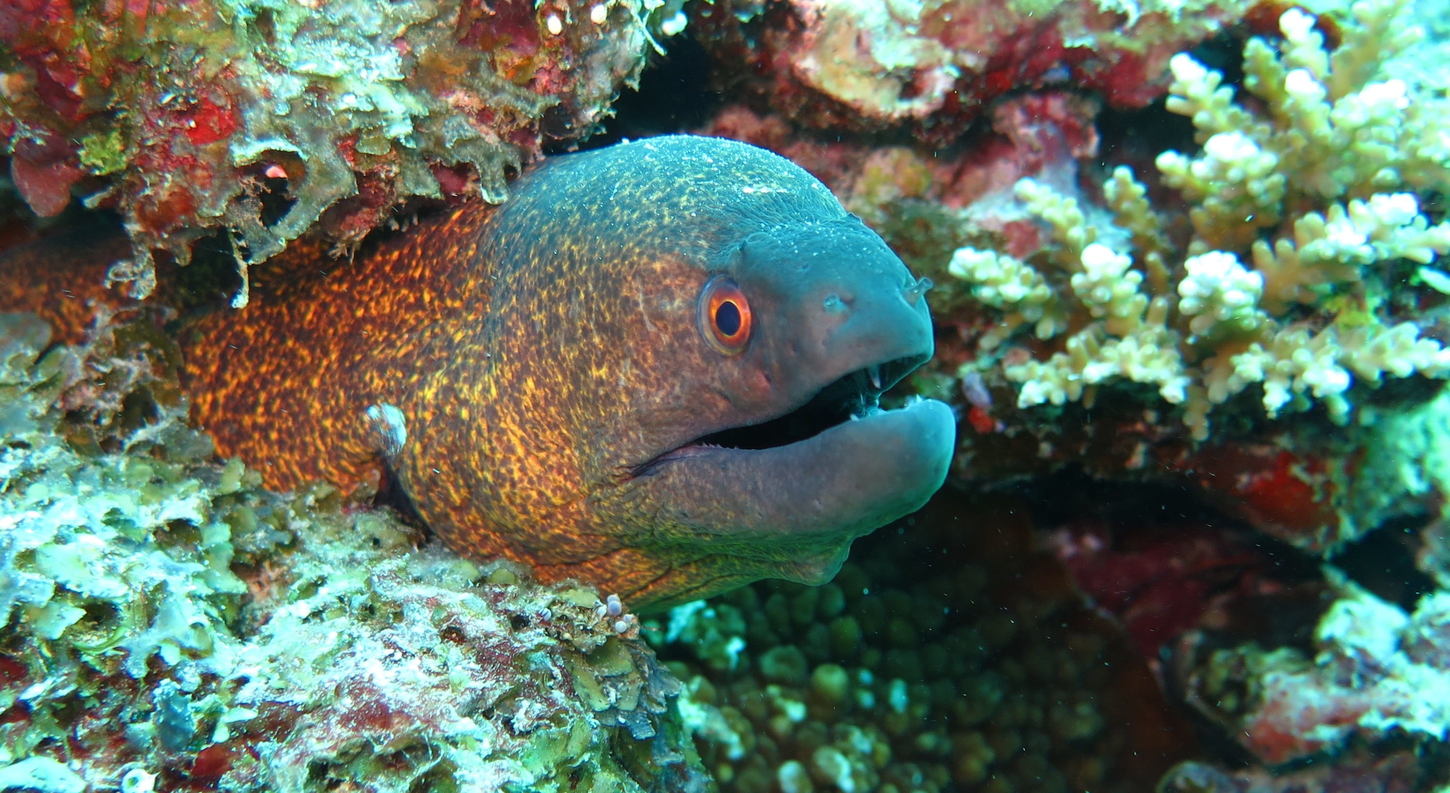 water, undersea, beauty in nature, Sea, underwater, animal, nature, moray, one animal, 2K, animals in the wild, no people, blue, invertebrate, sea life, HD Wallpaper